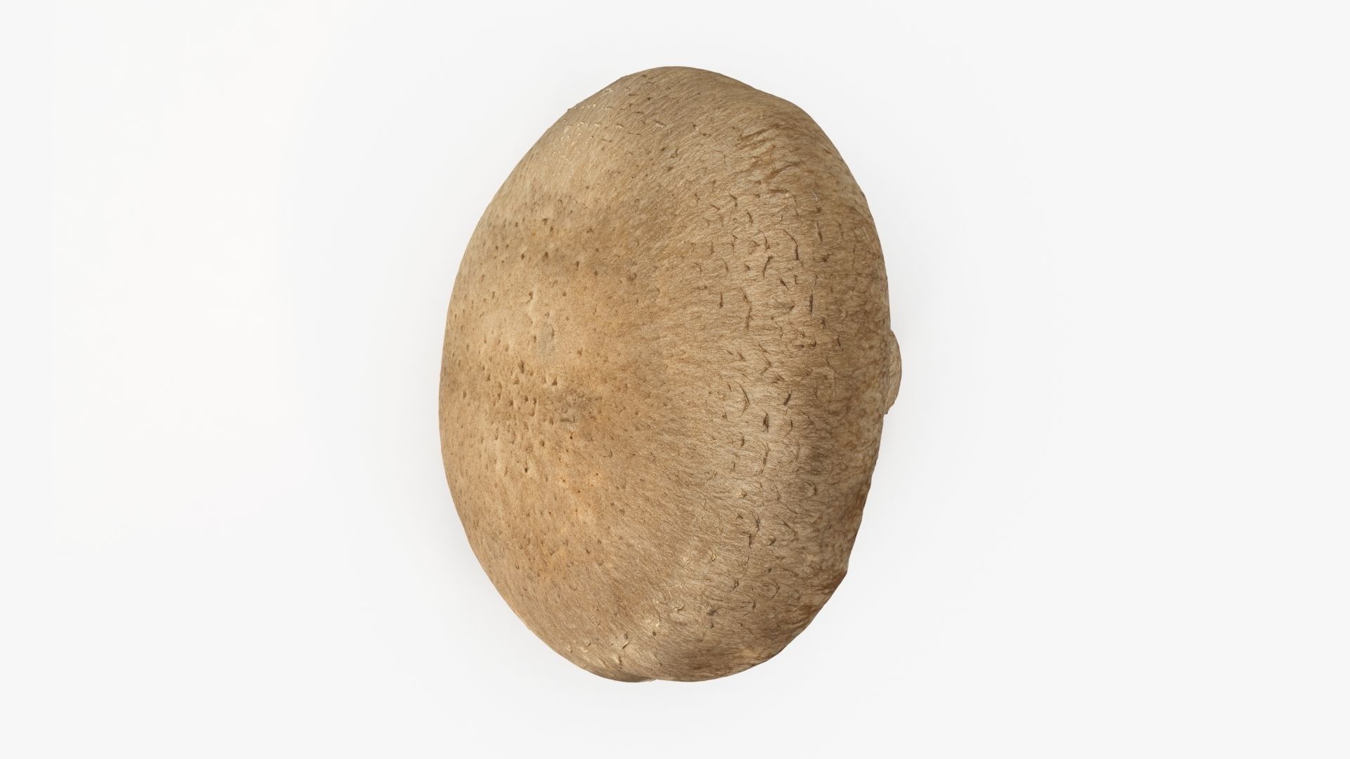 Shiitake Mushrooms Collection _27