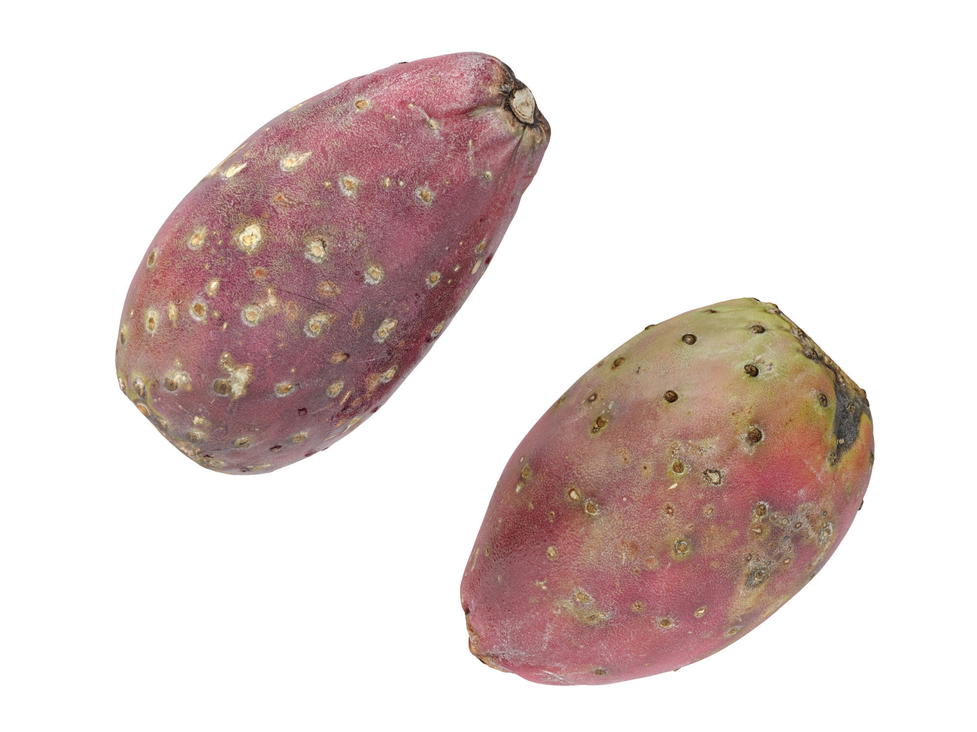 Prickly Pear - Cactus Fruit 3D model_7