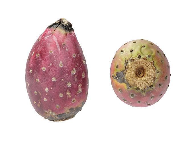 Prickly Pear - Cactus Fruit 3D model 7