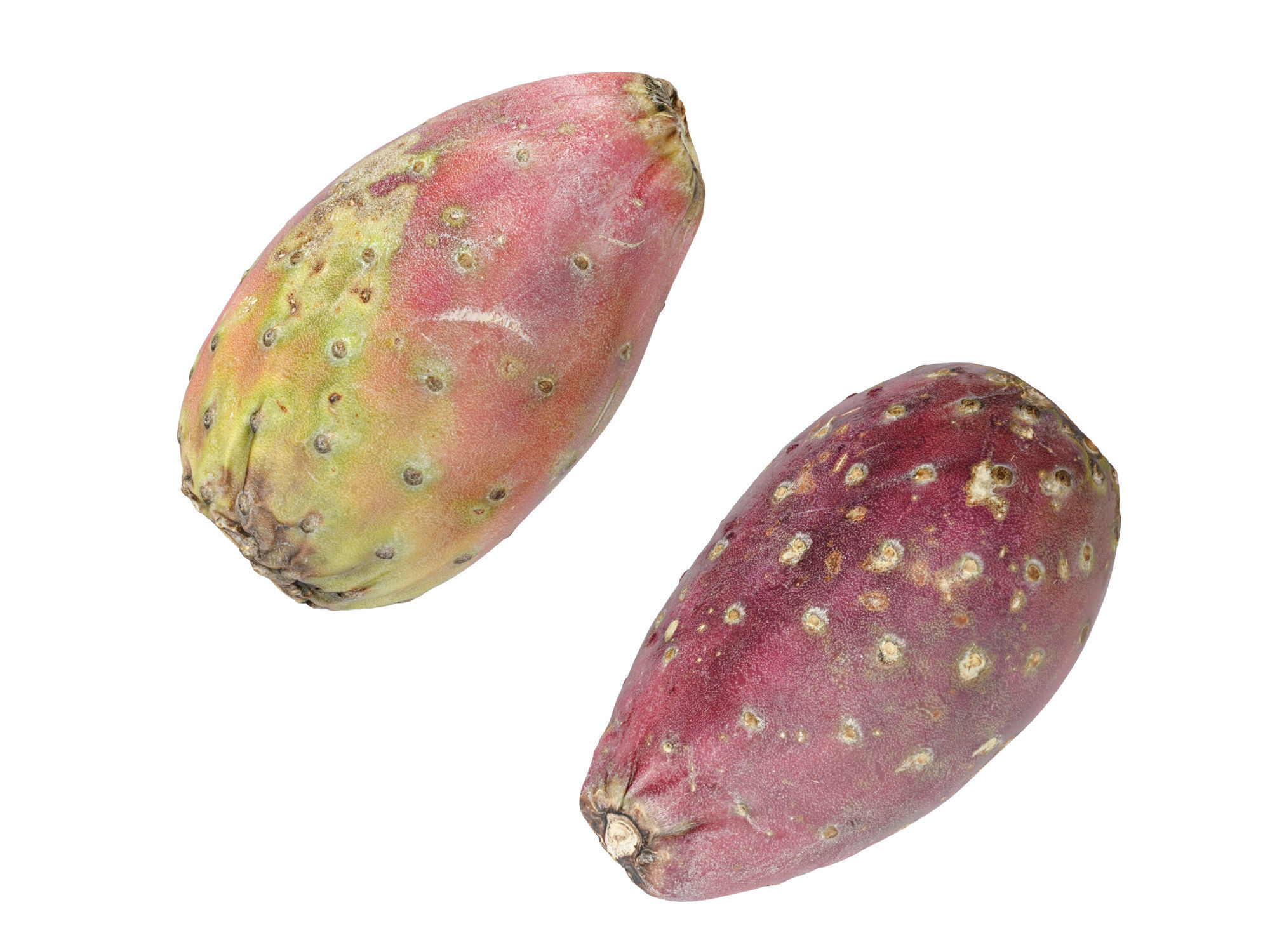 Prickly Pear - Cactus Fruit 3D model_8