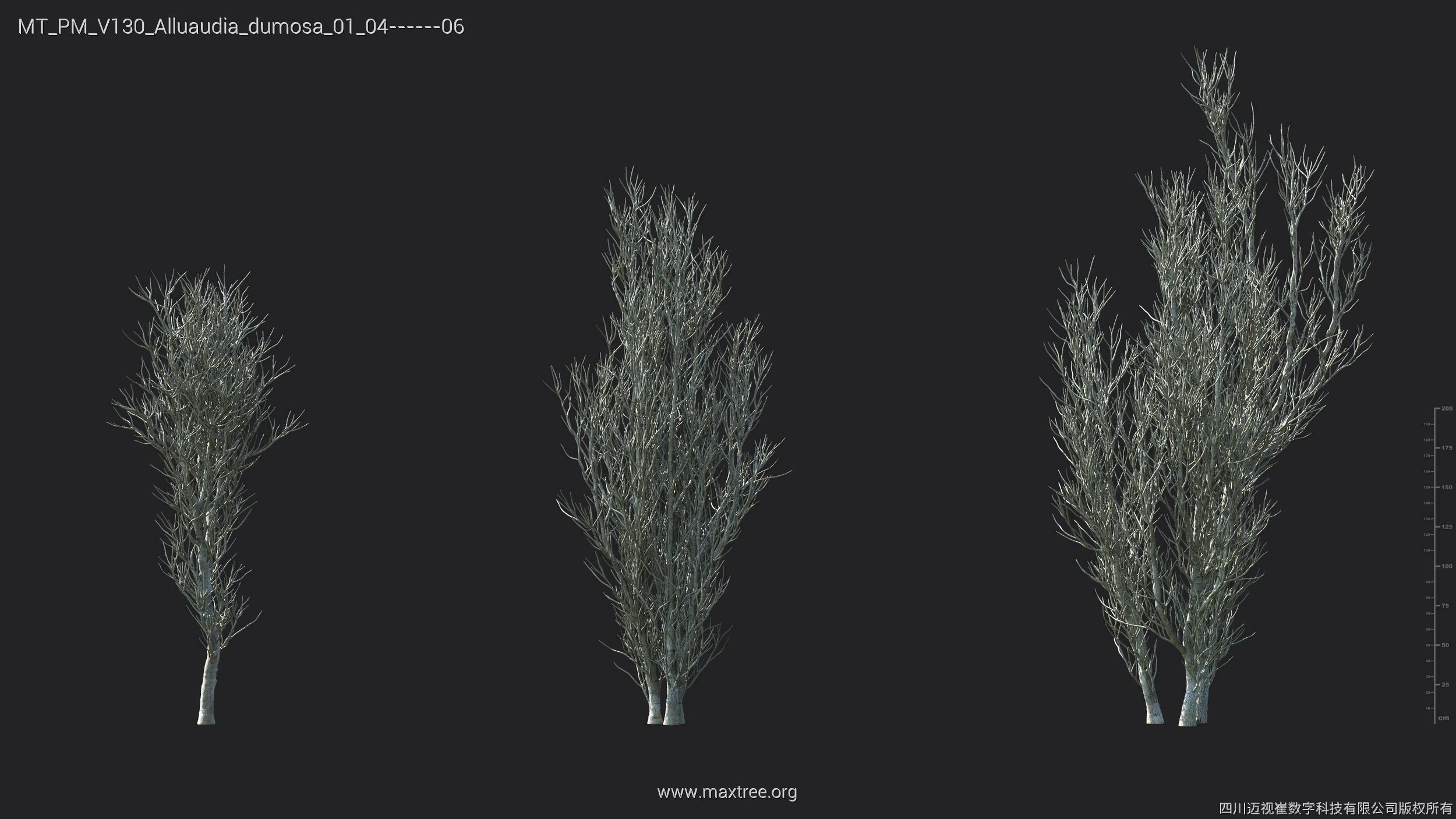 Maxtree Plant Models Vol 130 - Mesh 3D model_10