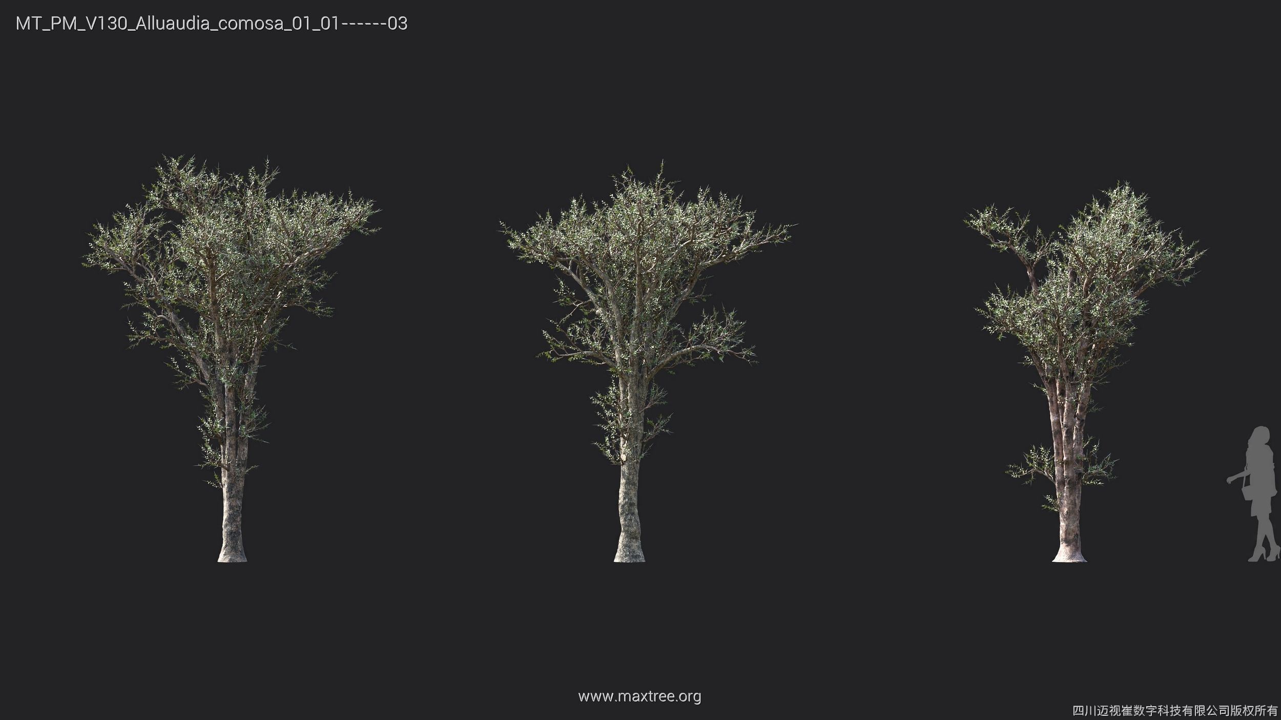 Maxtree Plant Models Vol 130 - Mesh 3D model_7