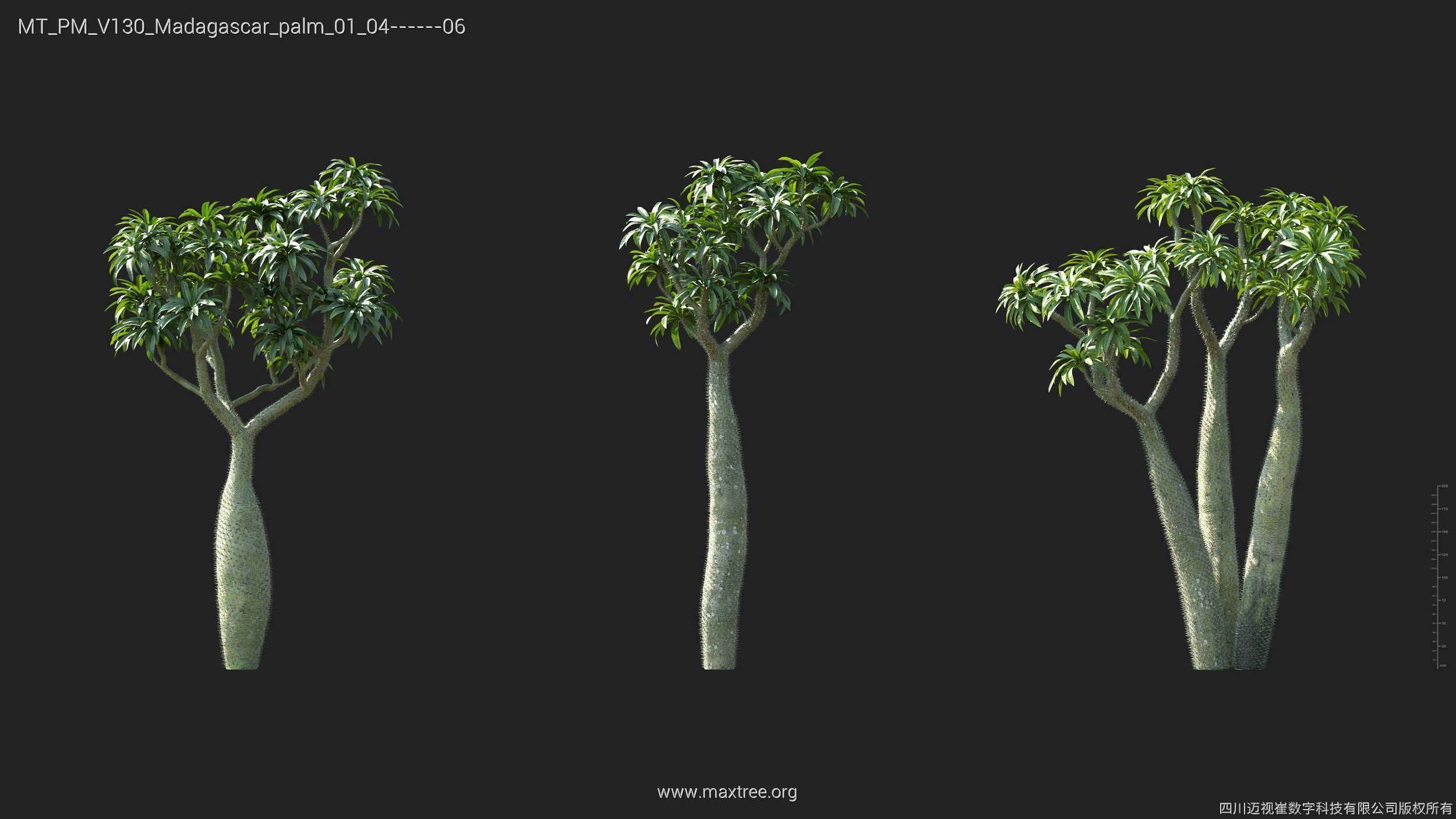 Maxtree Plant Models Vol 130 - Mesh 3D model_22