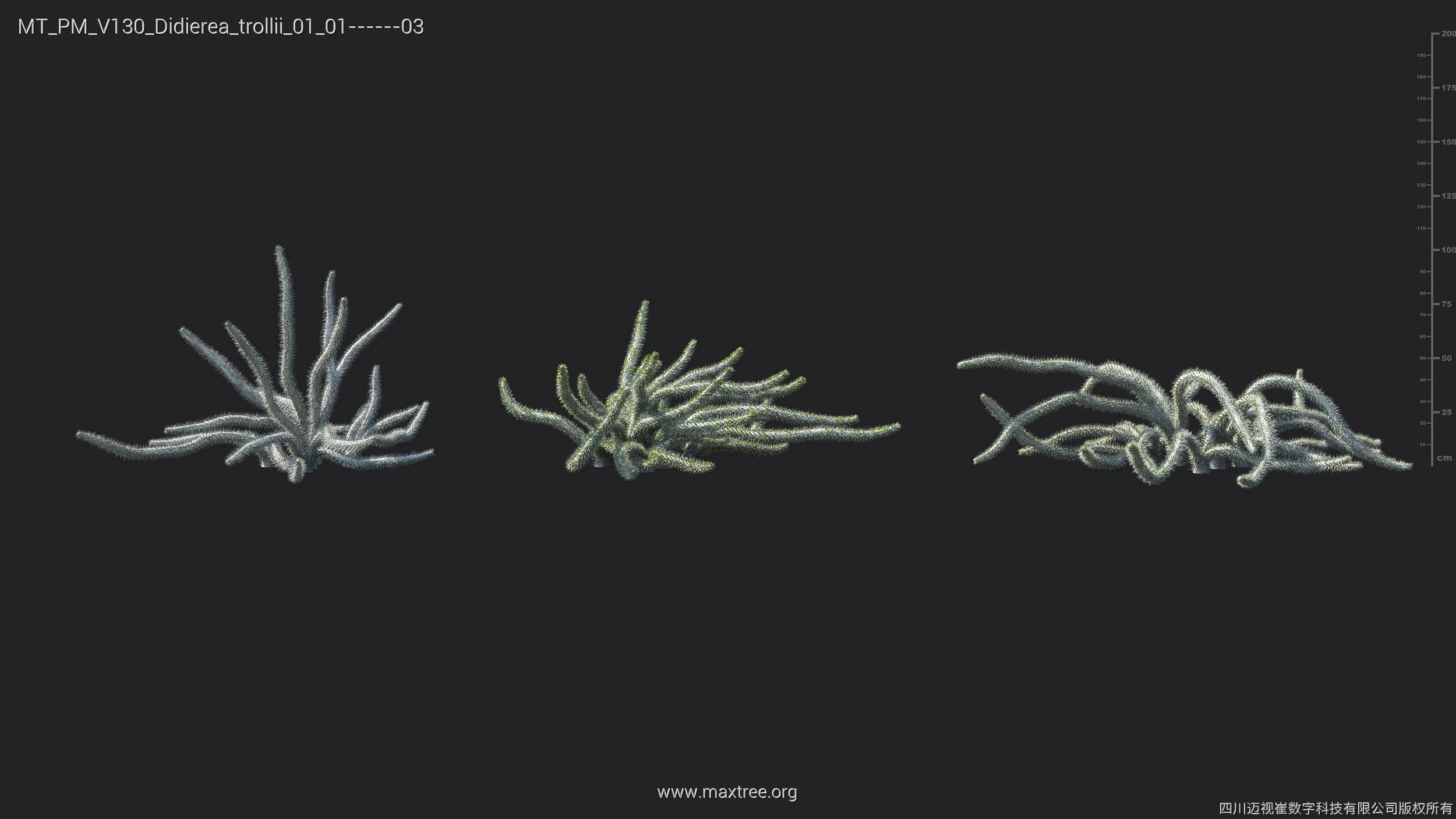 Maxtree Plant Models Vol 130 - Mesh 3D model_17