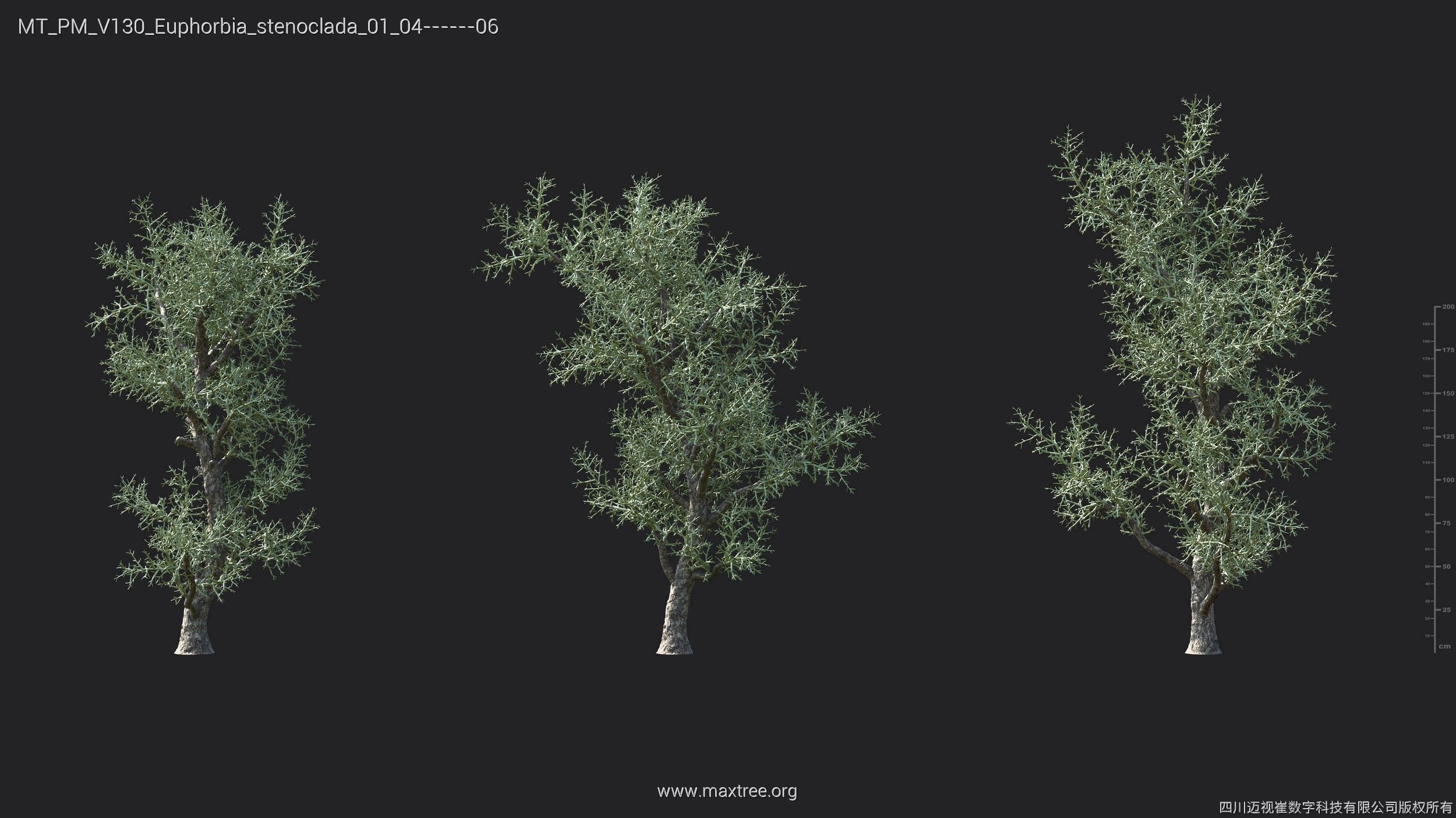 Maxtree Plant Models Vol 130 - Mesh 3D model_20