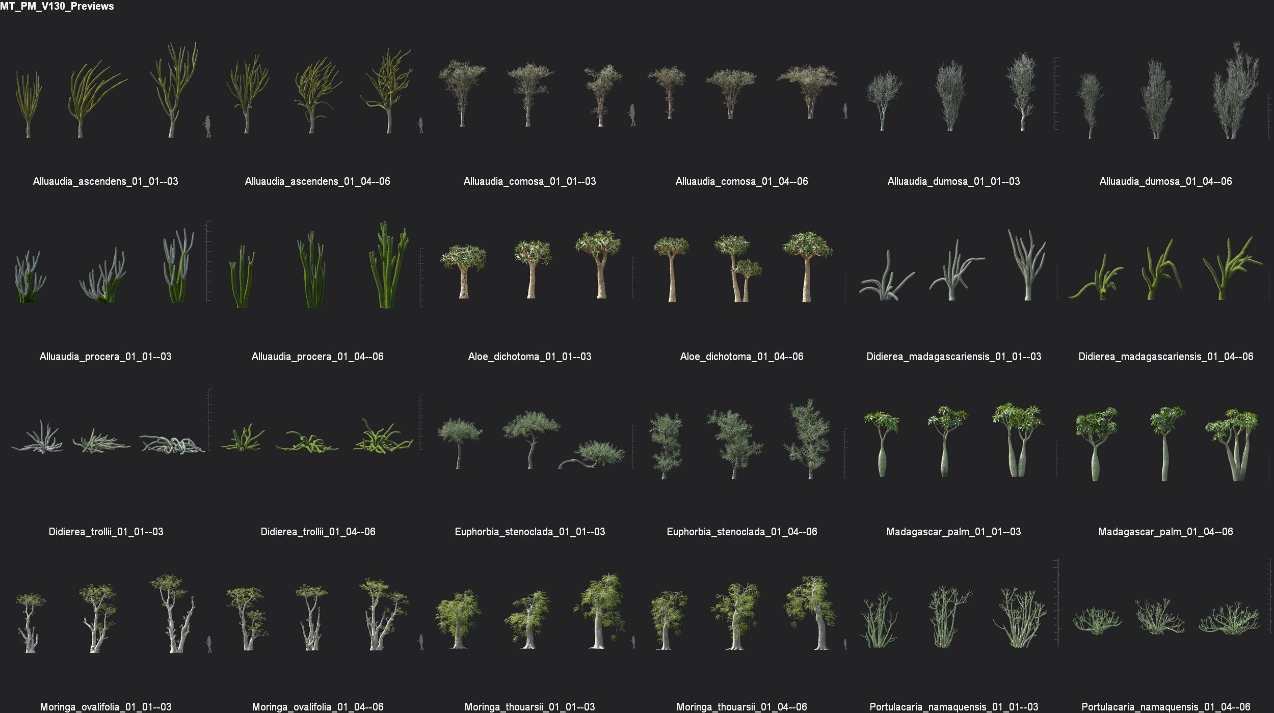 Maxtree Plant Models Vol 130 - Mesh 3D model_4