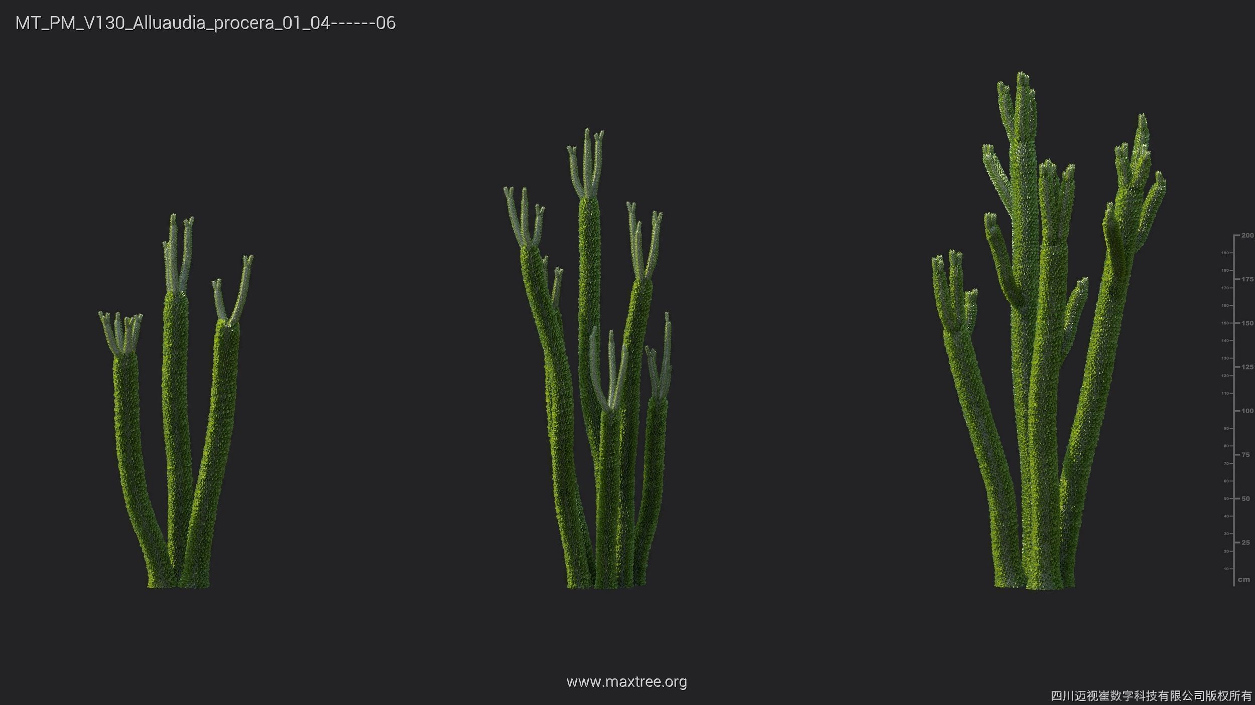 Maxtree Plant Models Vol 130 - Mesh 3D model_12