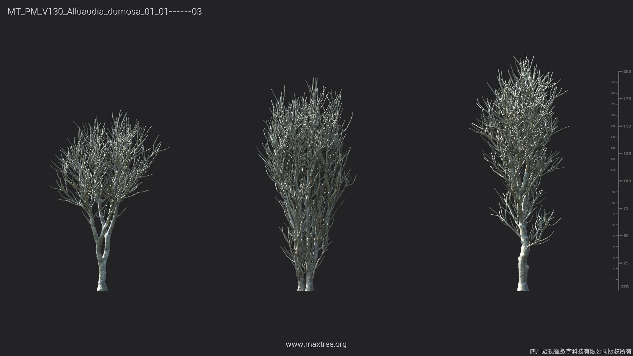 Maxtree Plant Models Vol 130 - Mesh 3D model_9