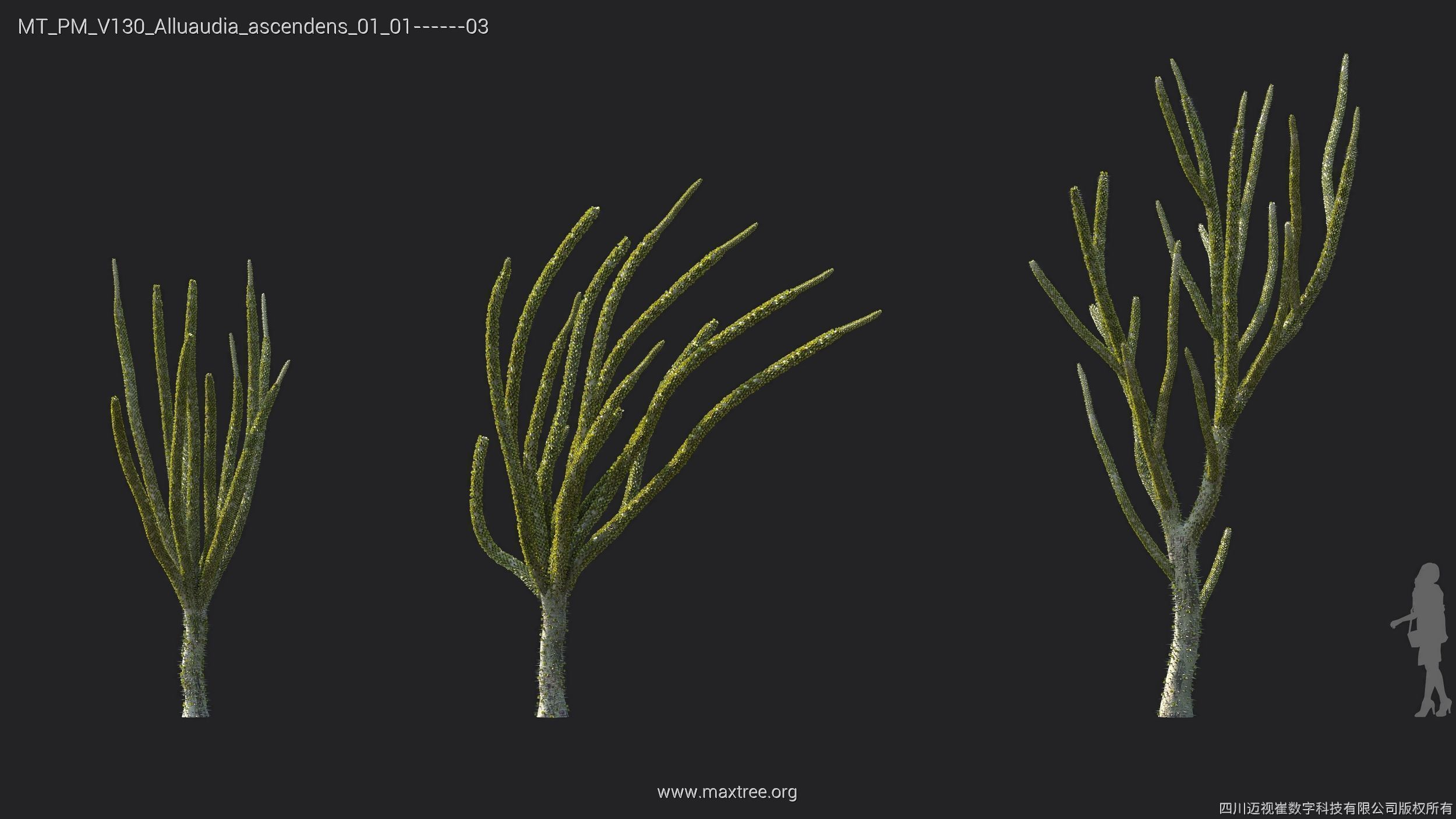 Maxtree Plant Models Vol 130 - Mesh 3D model_5