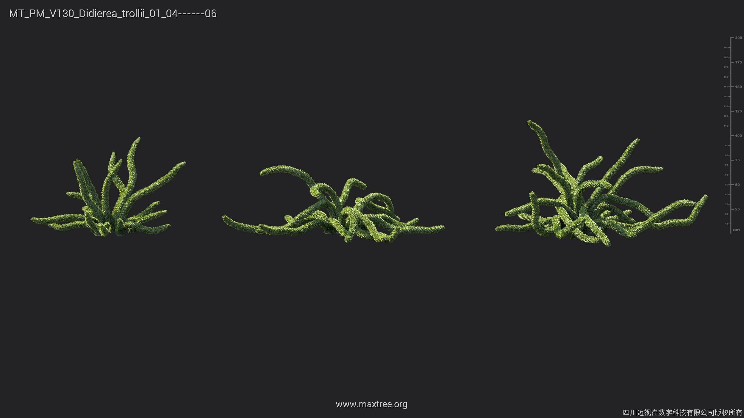 Maxtree Plant Models Vol 130 - Mesh 3D model_18