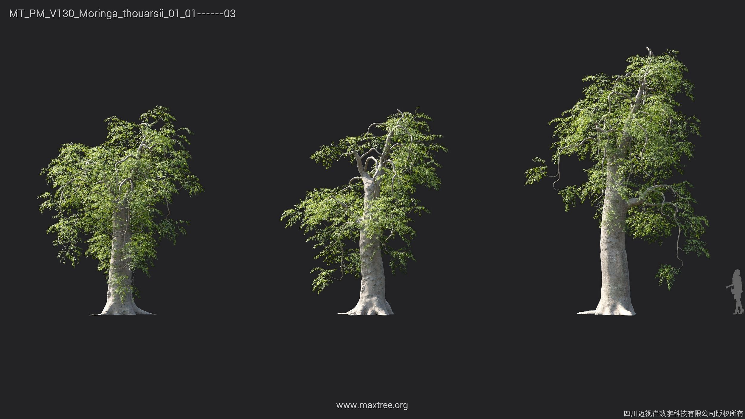 Maxtree Plant Models Vol 130 - Mesh 3D model_25