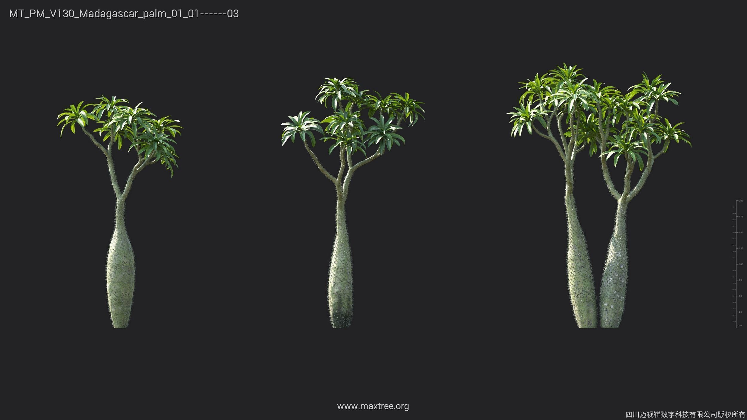 Maxtree Plant Models Vol 130 - Mesh 3D model_21