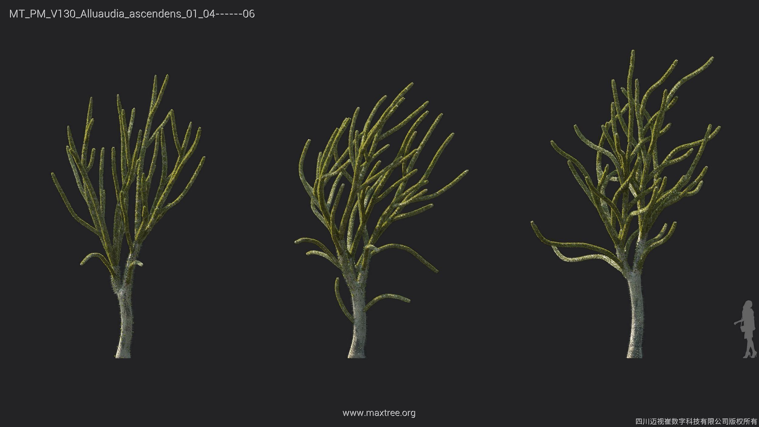 Maxtree Plant Models Vol 130 - Mesh 3D model_6
