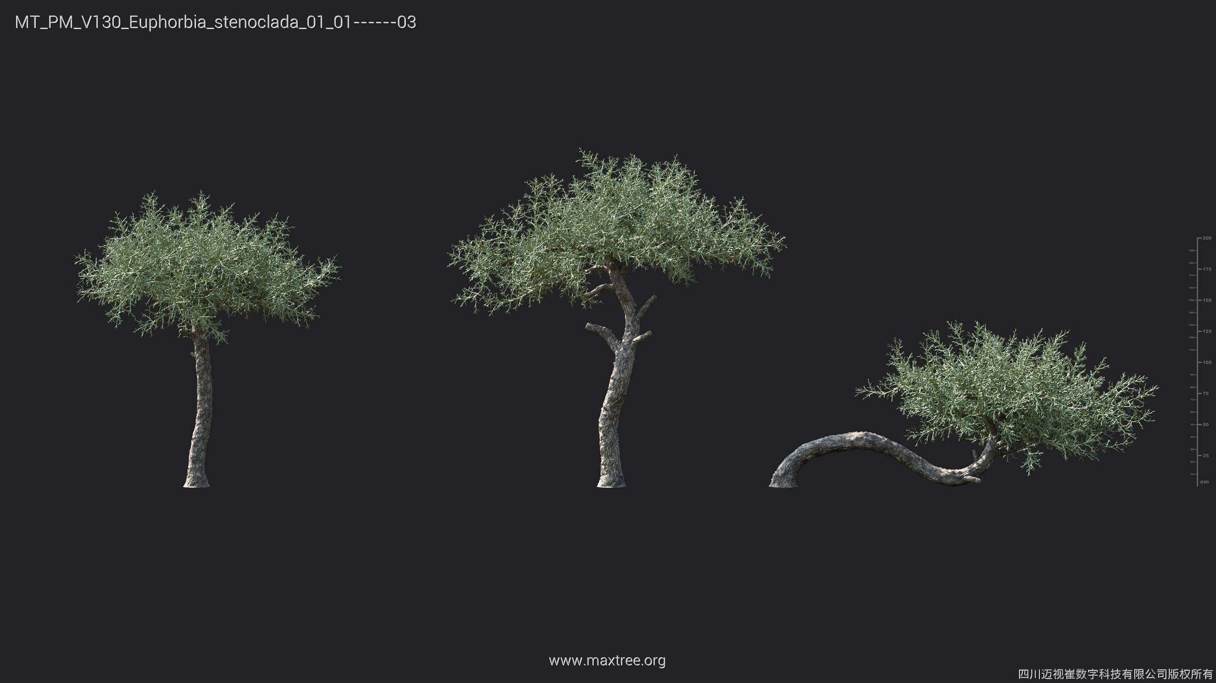 Maxtree Plant Models Vol 130 - Mesh 3D model_19