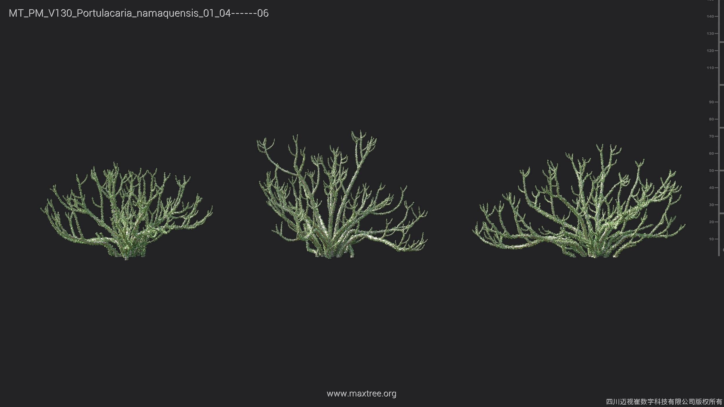 Maxtree Plant Models Vol 130 - Mesh 3D model_28