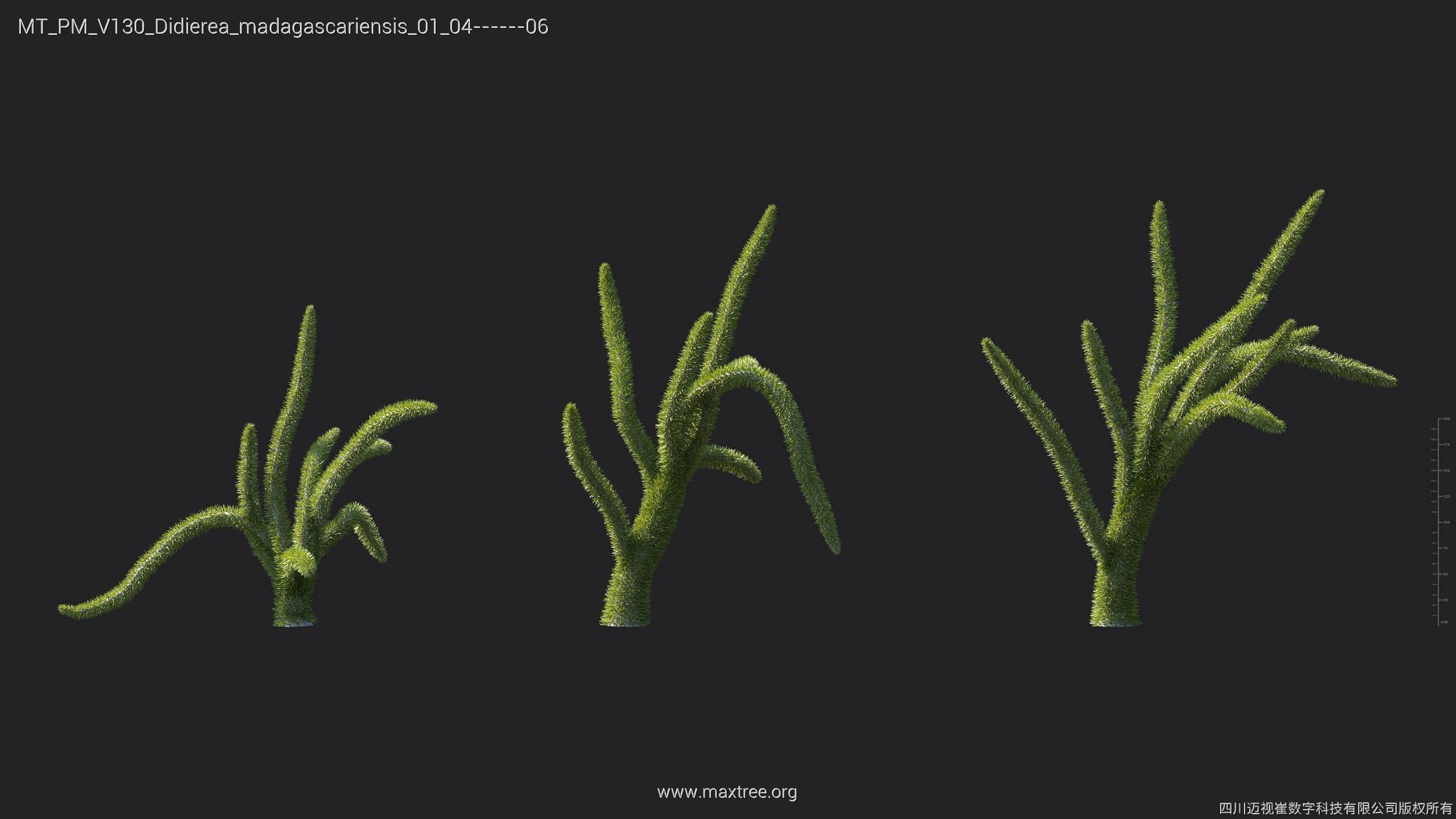 Maxtree Plant Models Vol 130 - Mesh 3D model_16