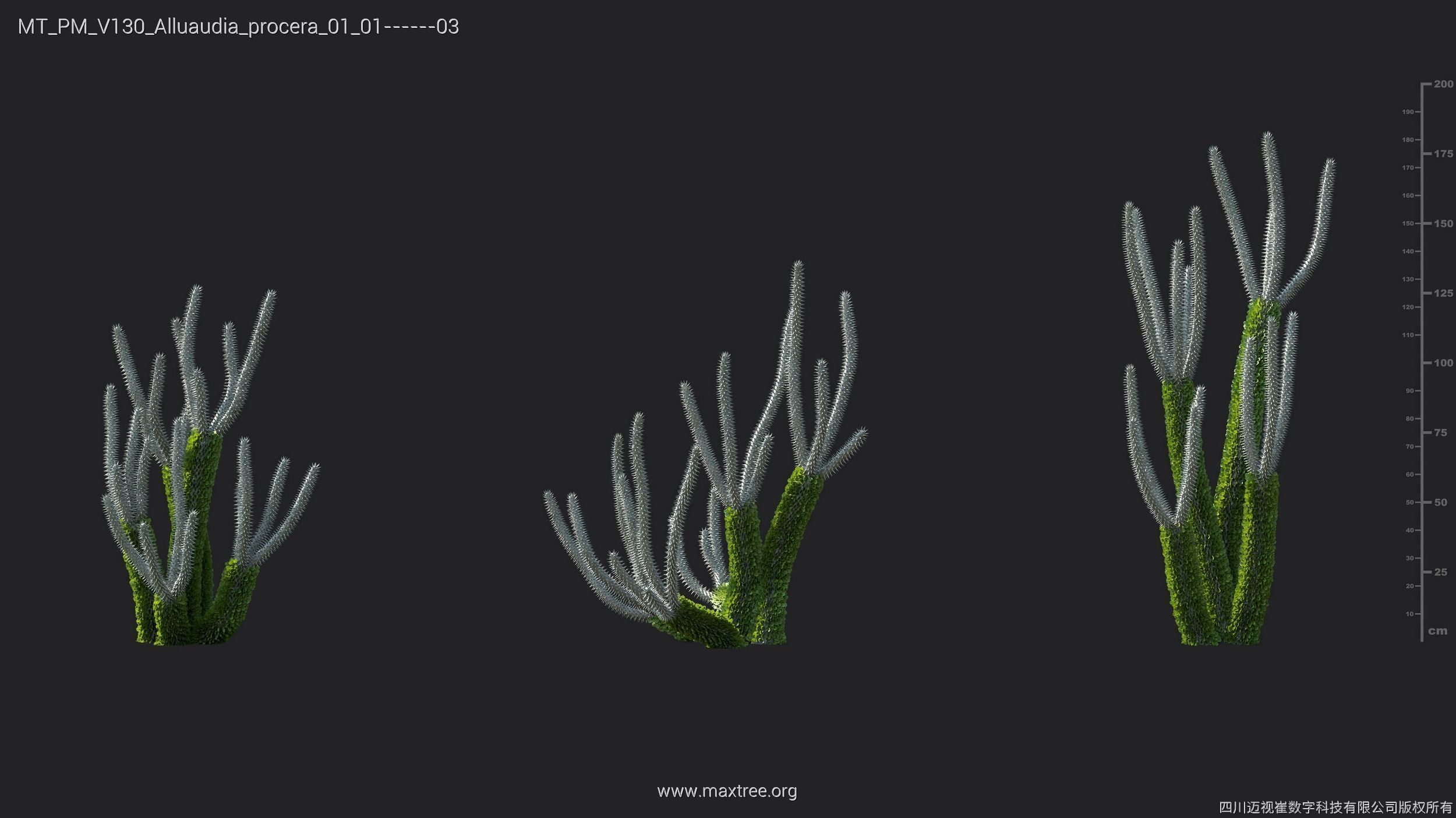 Maxtree Plant Models Vol 130 - Mesh 3D model_11