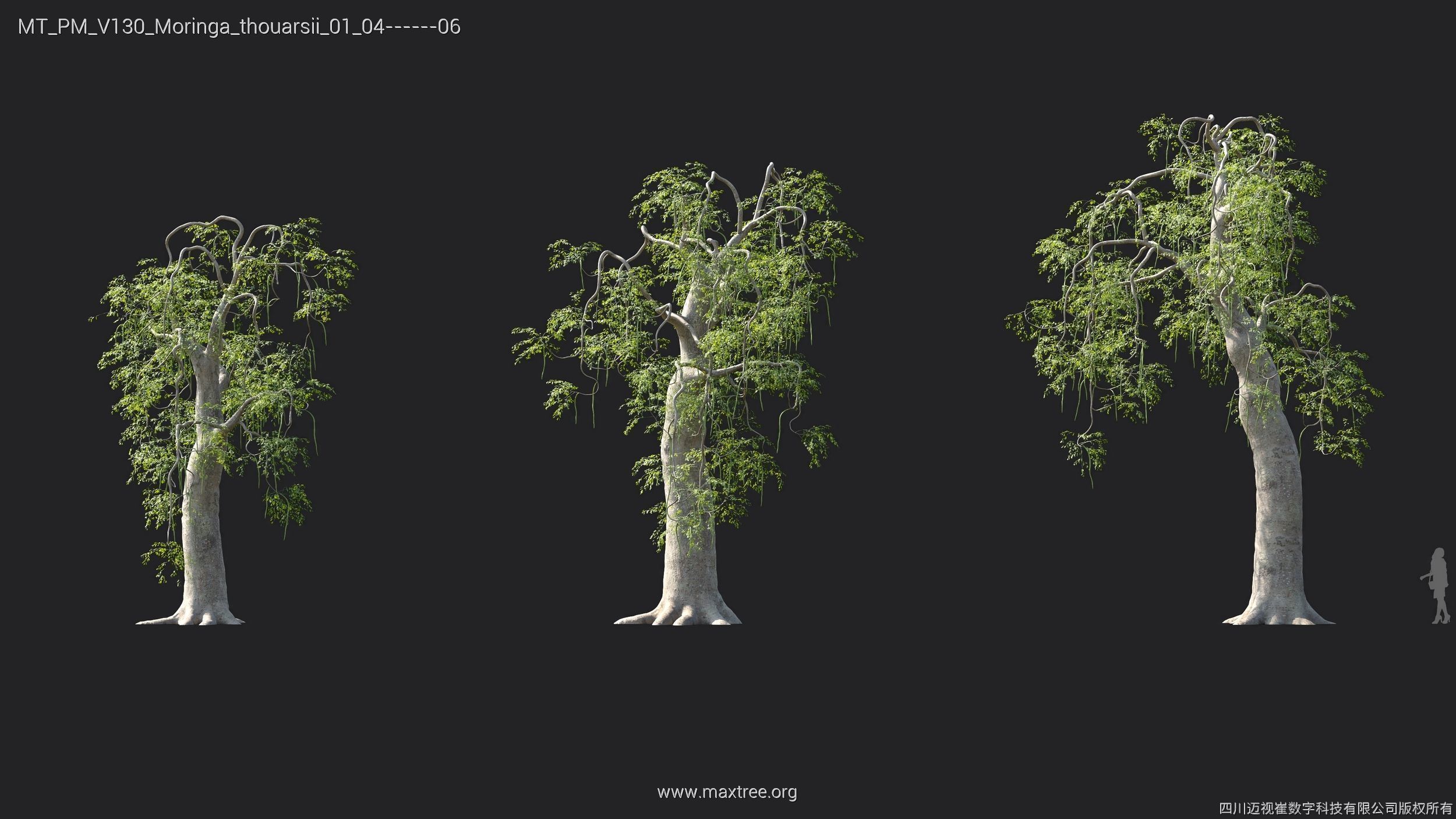 Maxtree Plant Models Vol 130 - Mesh 3D model_26