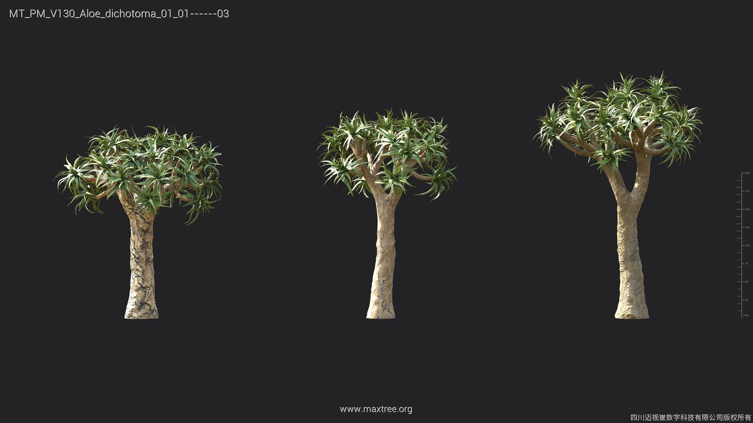 Maxtree Plant Models Vol 130 - Mesh 3D model_13
