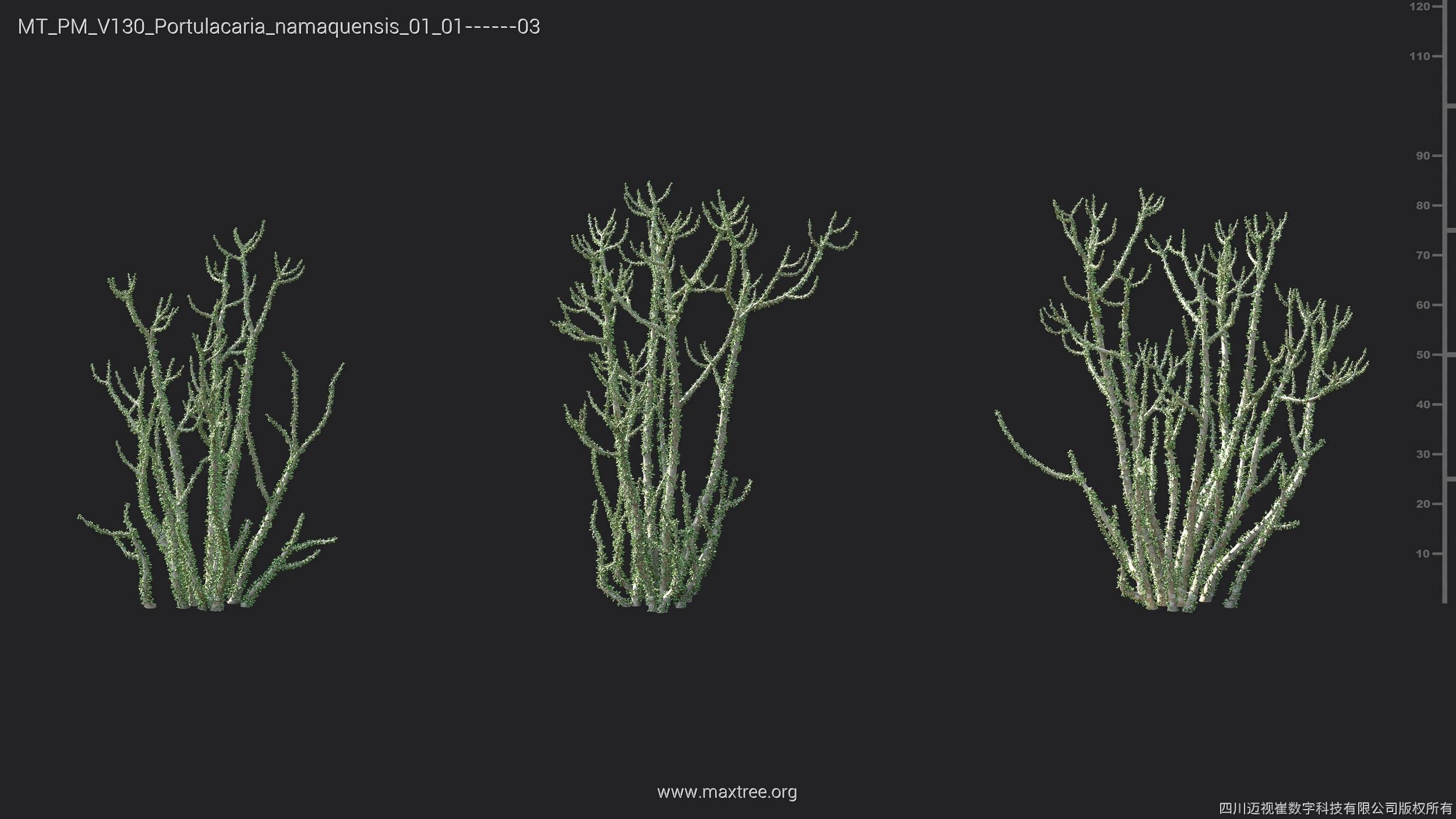 Maxtree Plant Models Vol 130 - Mesh 3D model_27