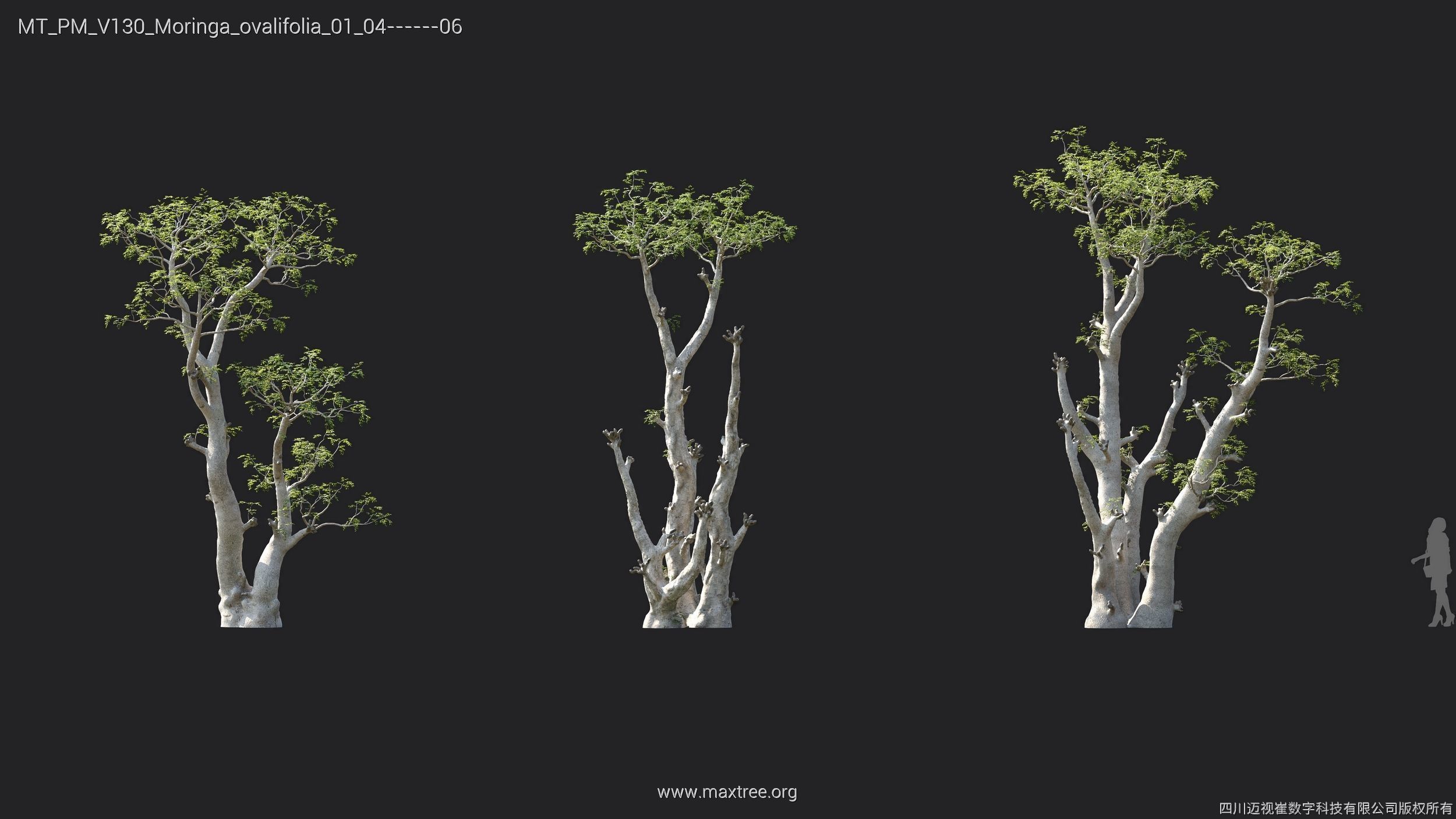 Maxtree Plant Models Vol 130 - Mesh 3D model_24