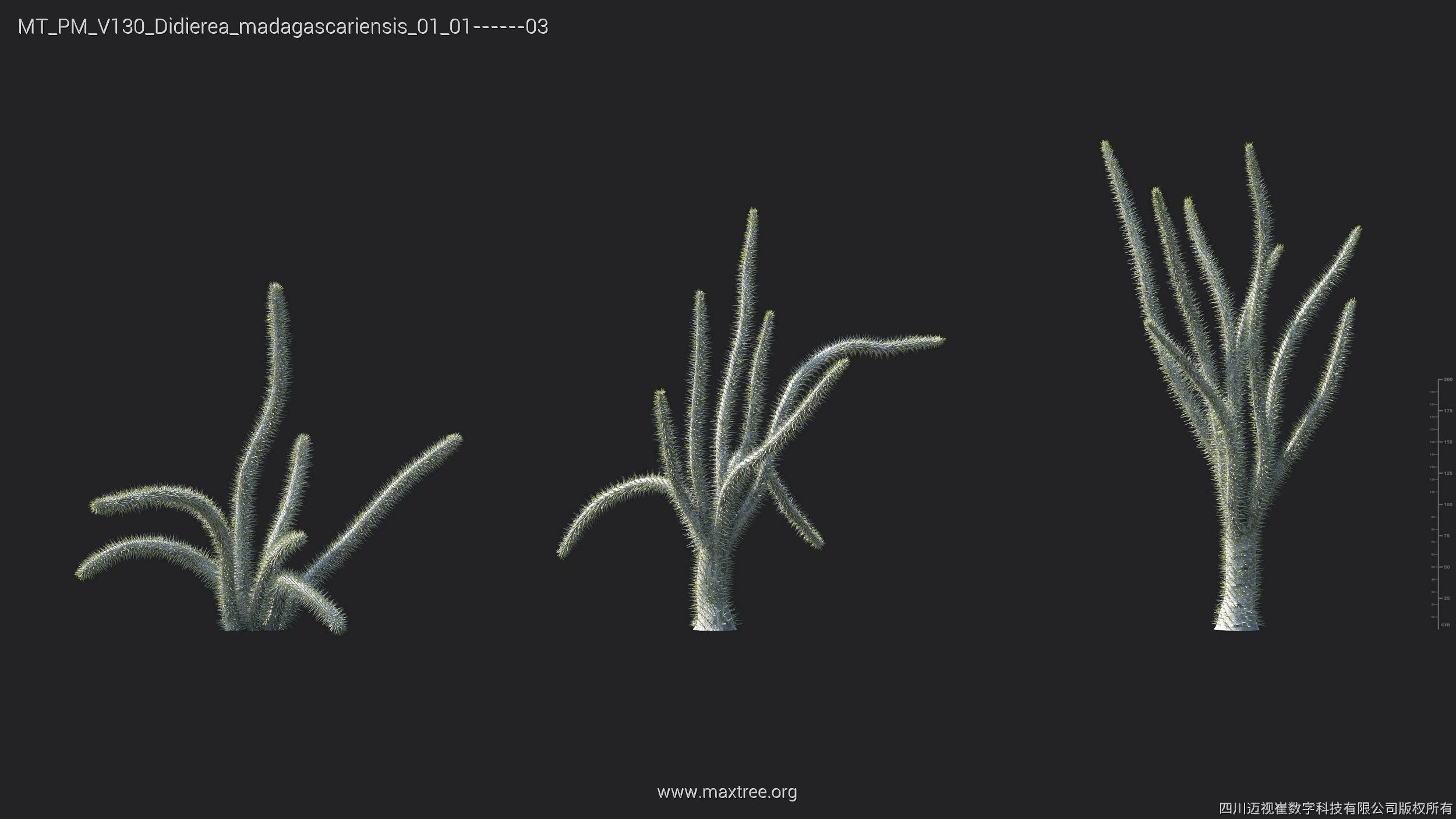 Maxtree Plant Models Vol 130 - Mesh 3D model_15