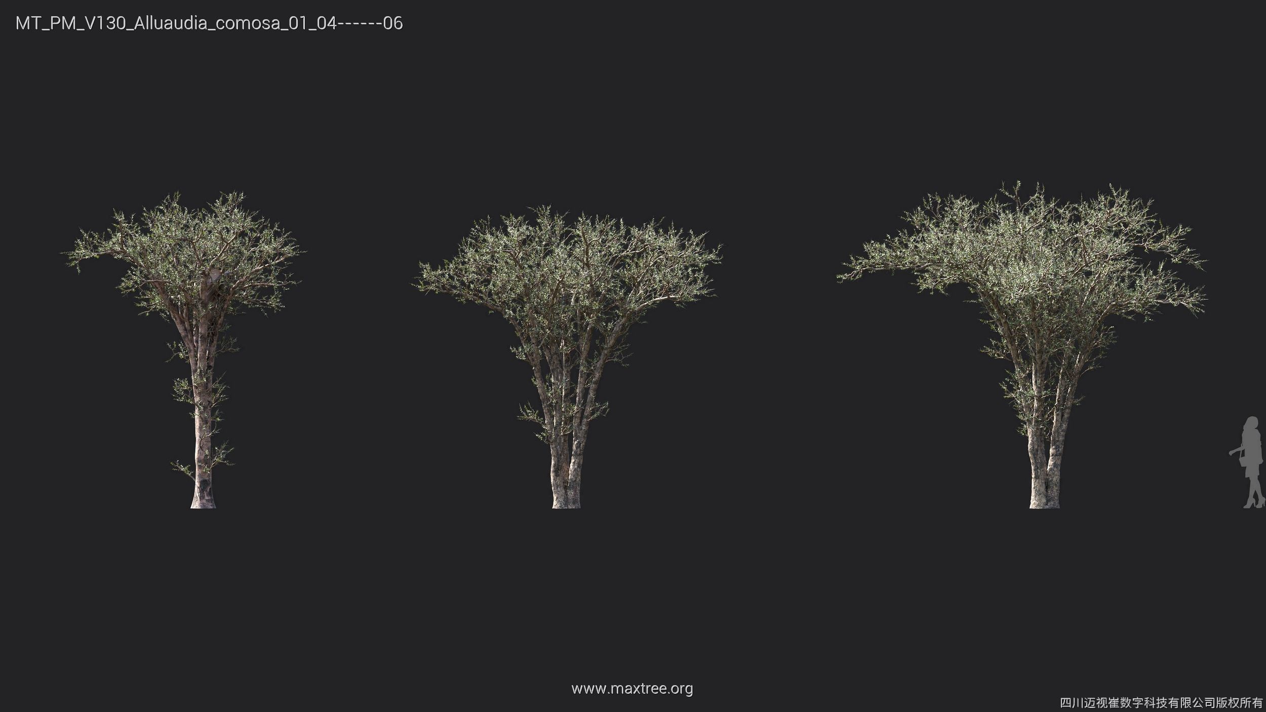 Maxtree Plant Models Vol 130 - Mesh 3D model_8