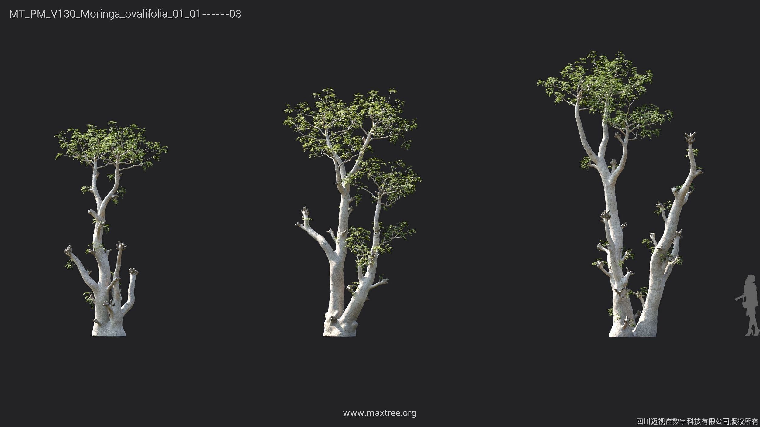 Maxtree Plant Models Vol 130 - Mesh 3D model_23