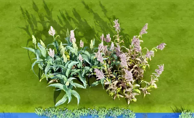 Plant sorghum flowers Modern monomer