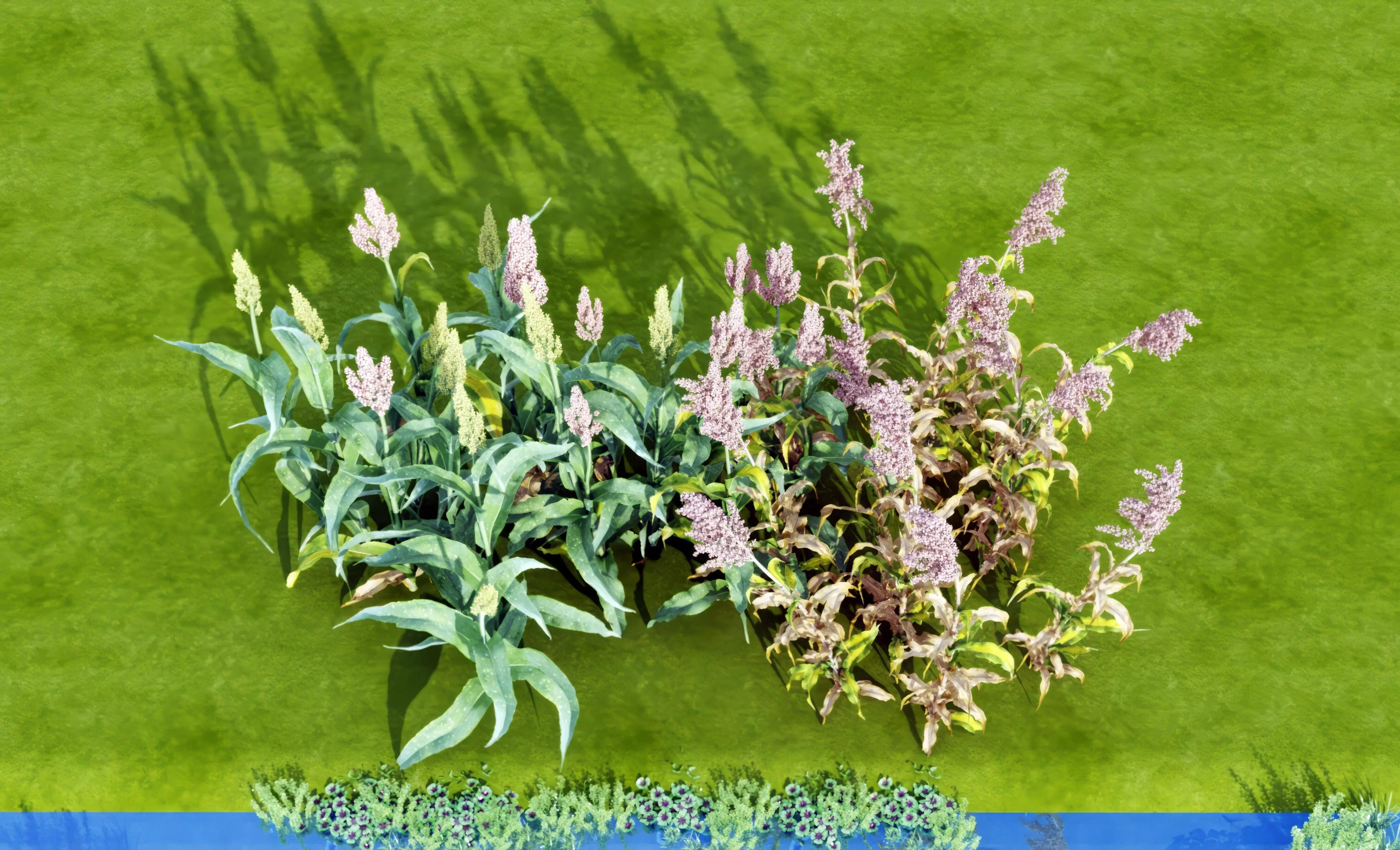 Plant sorghum flowers Modern monomer 3D model