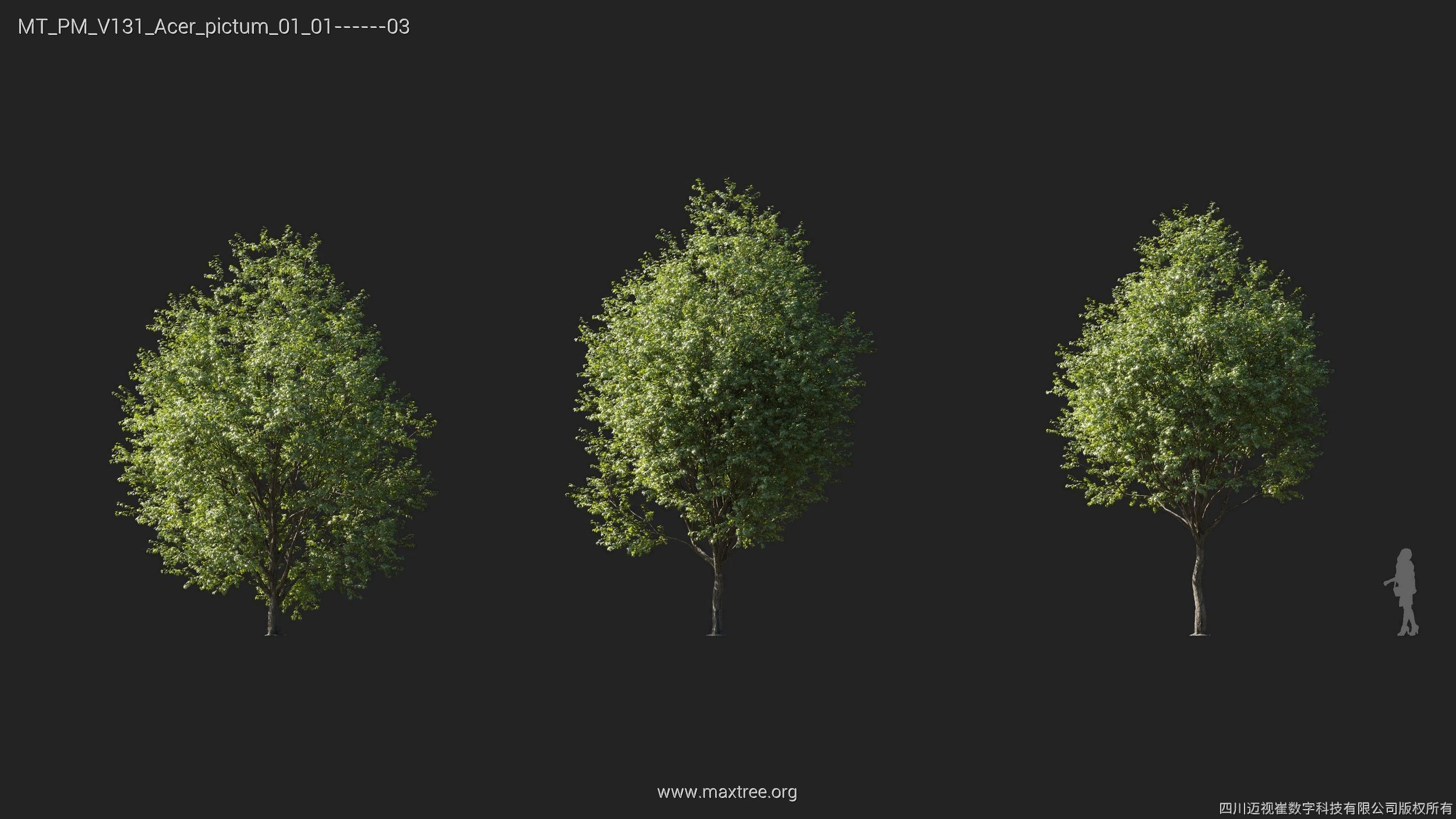 Maxtree Plant Models Vol 131 - Mesh 3D model_9