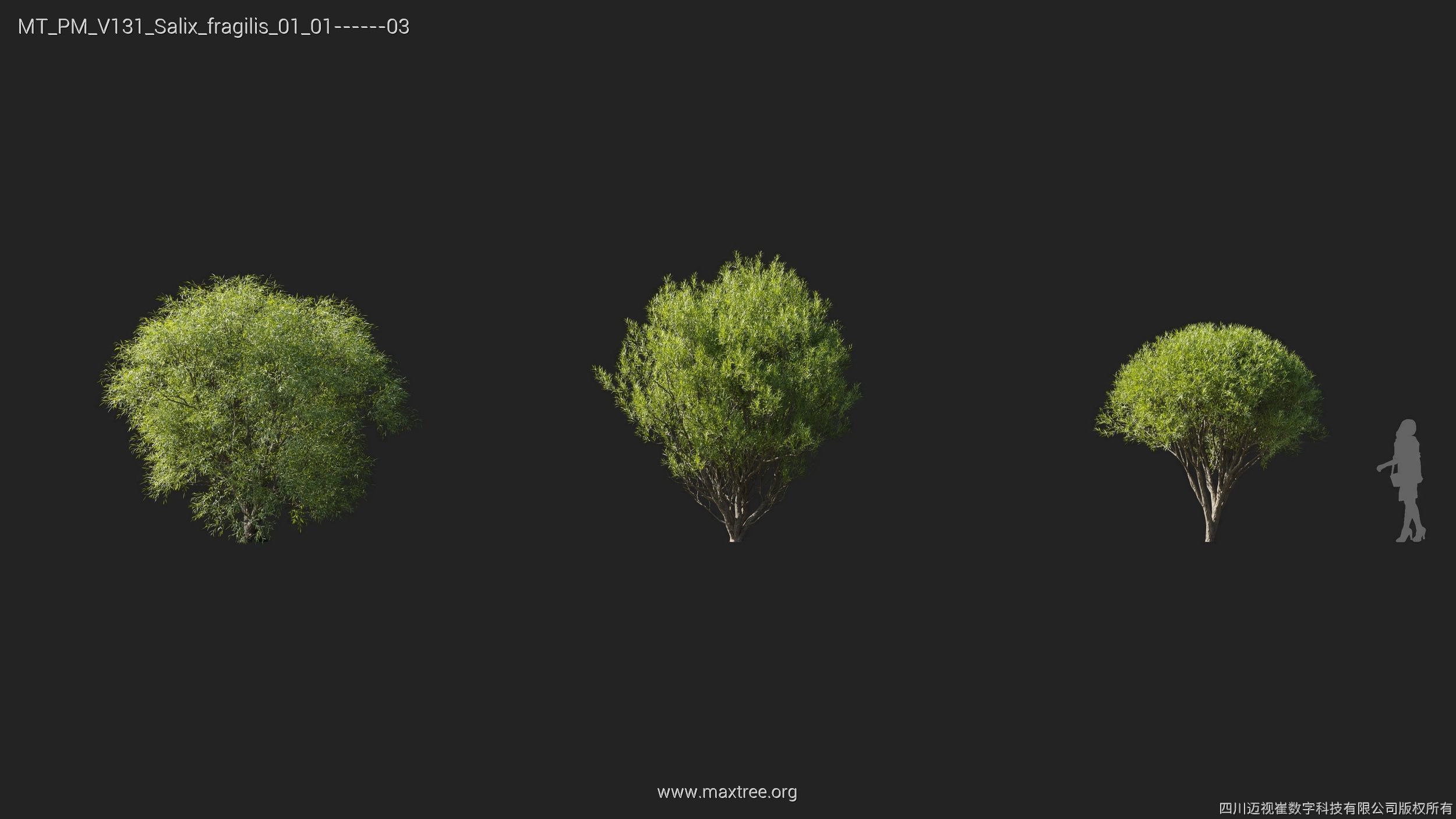 Maxtree Plant Models Vol 131 - Mesh 3D model_23