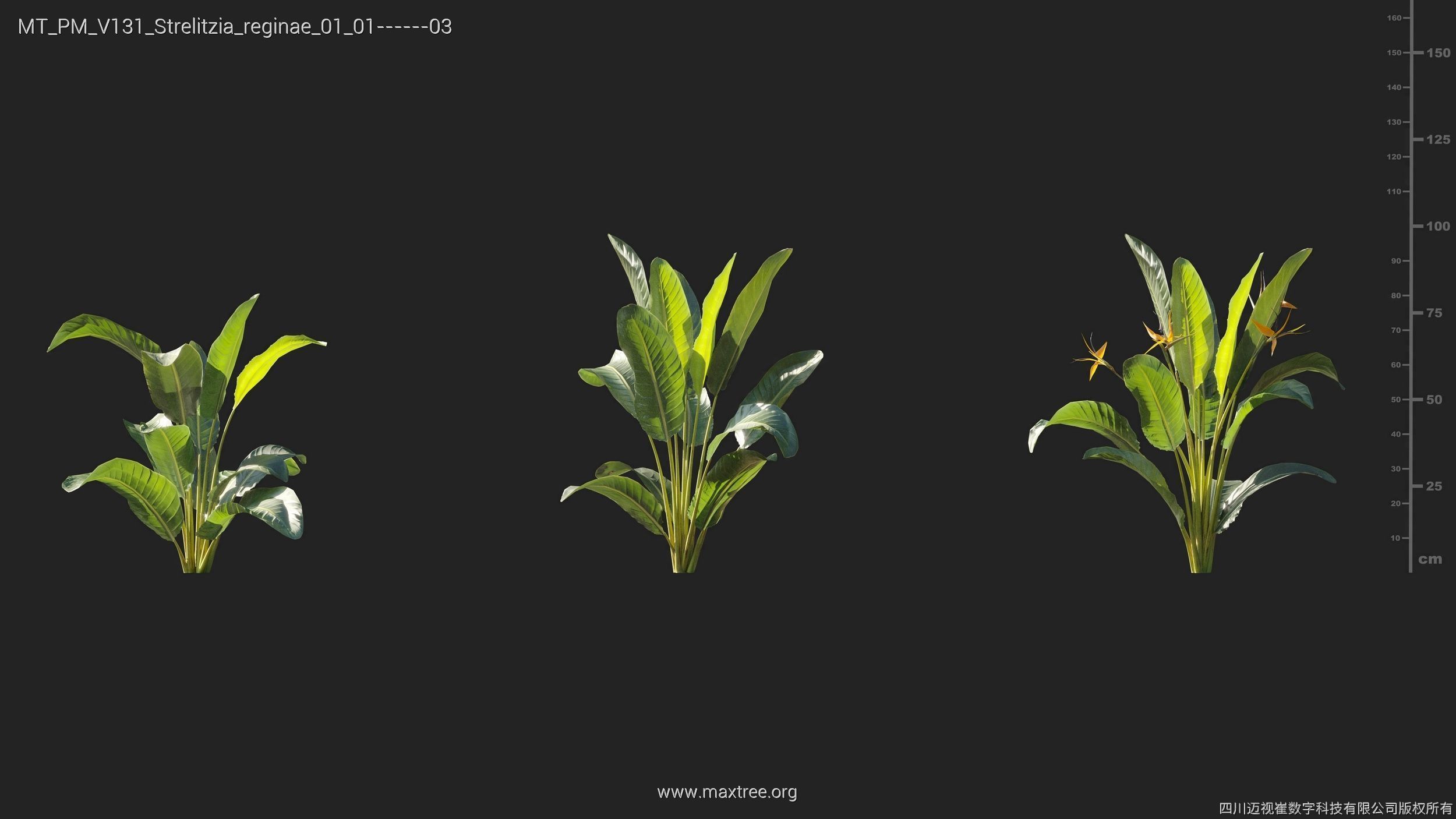 Maxtree Plant Models Vol 131 - Mesh 3D model_25