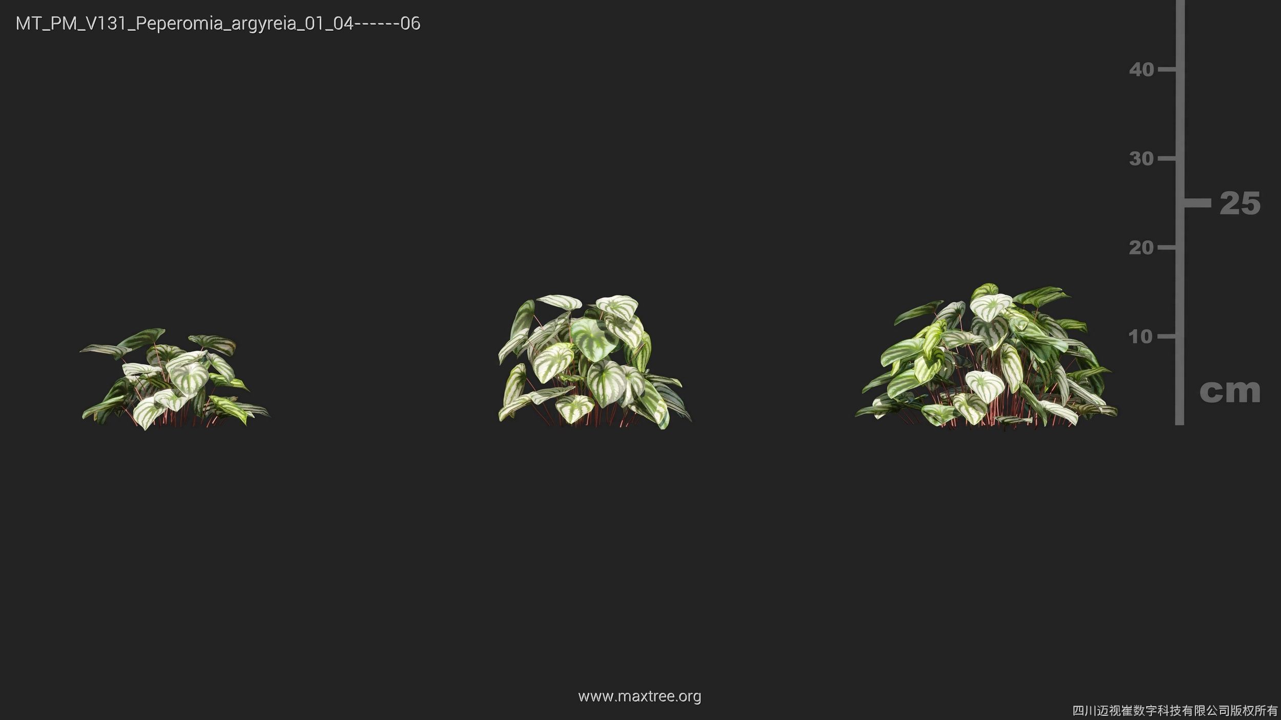 Maxtree Plant Models Vol 131 - Mesh 3D model_20