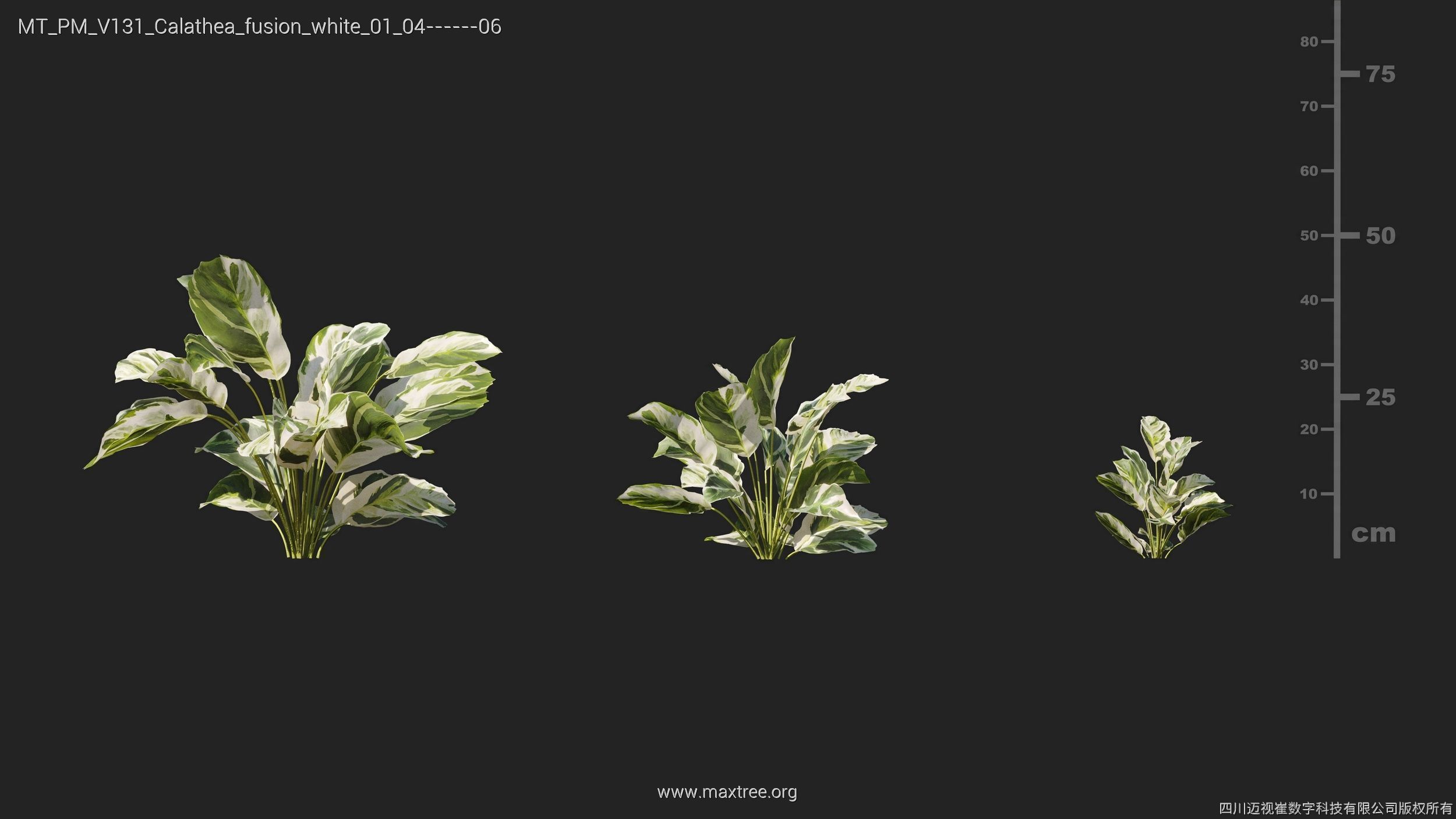 Maxtree Plant Models Vol 131 - Mesh 3D model_16