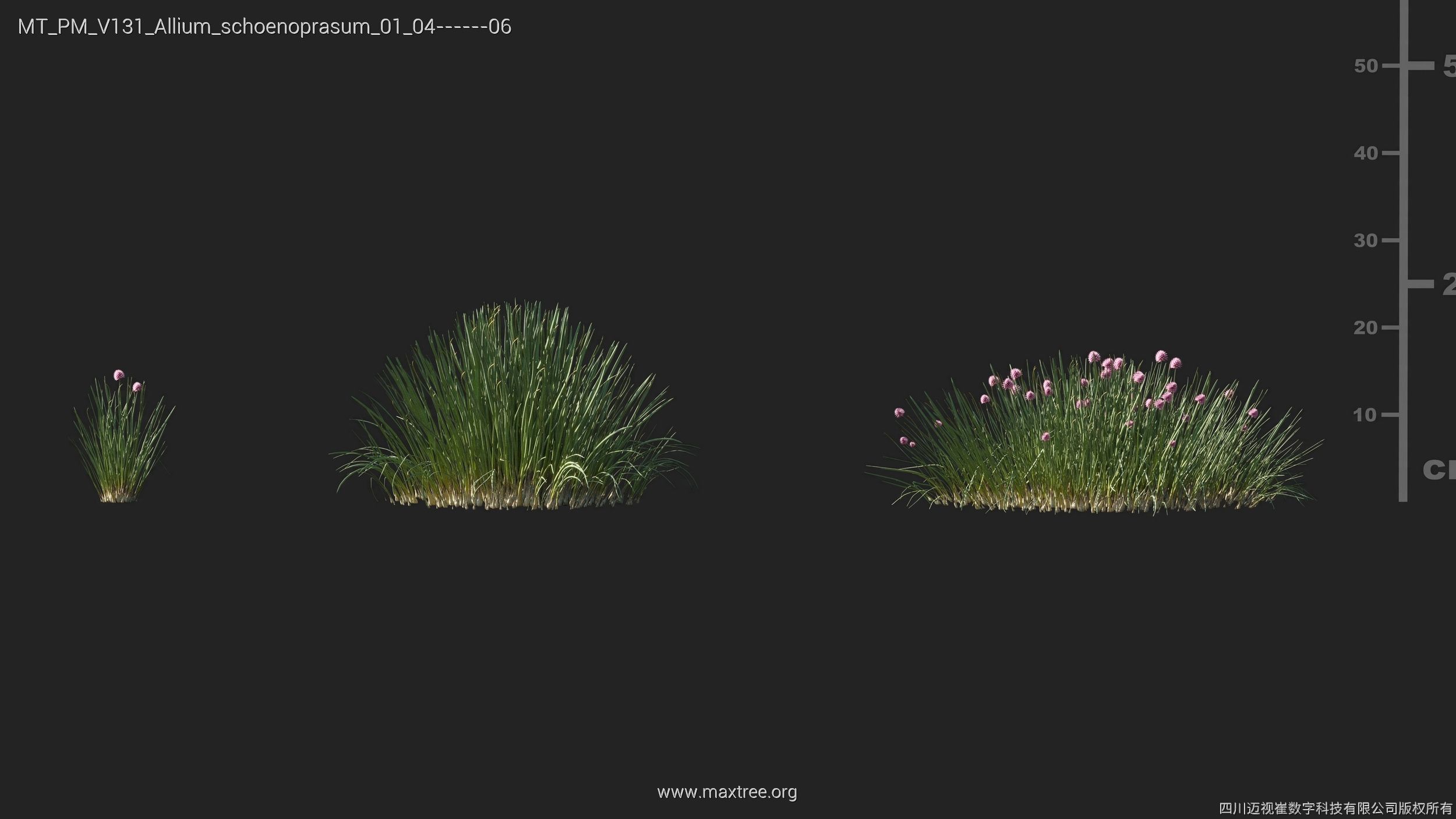 Maxtree Plant Models Vol 131 - Mesh 3D model_12