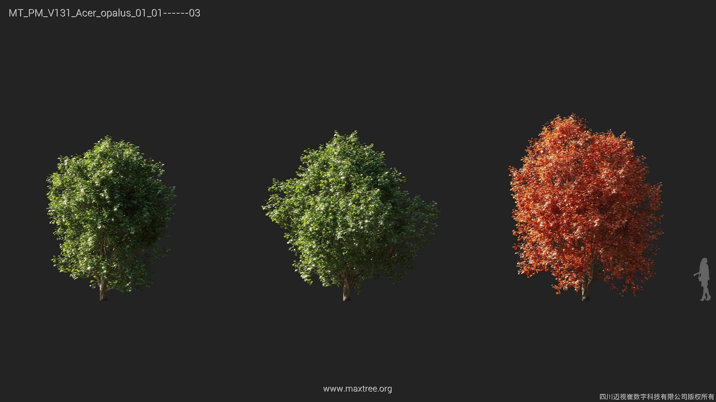 Maxtree Plant Models Vol 131 - Mesh 3D model_7