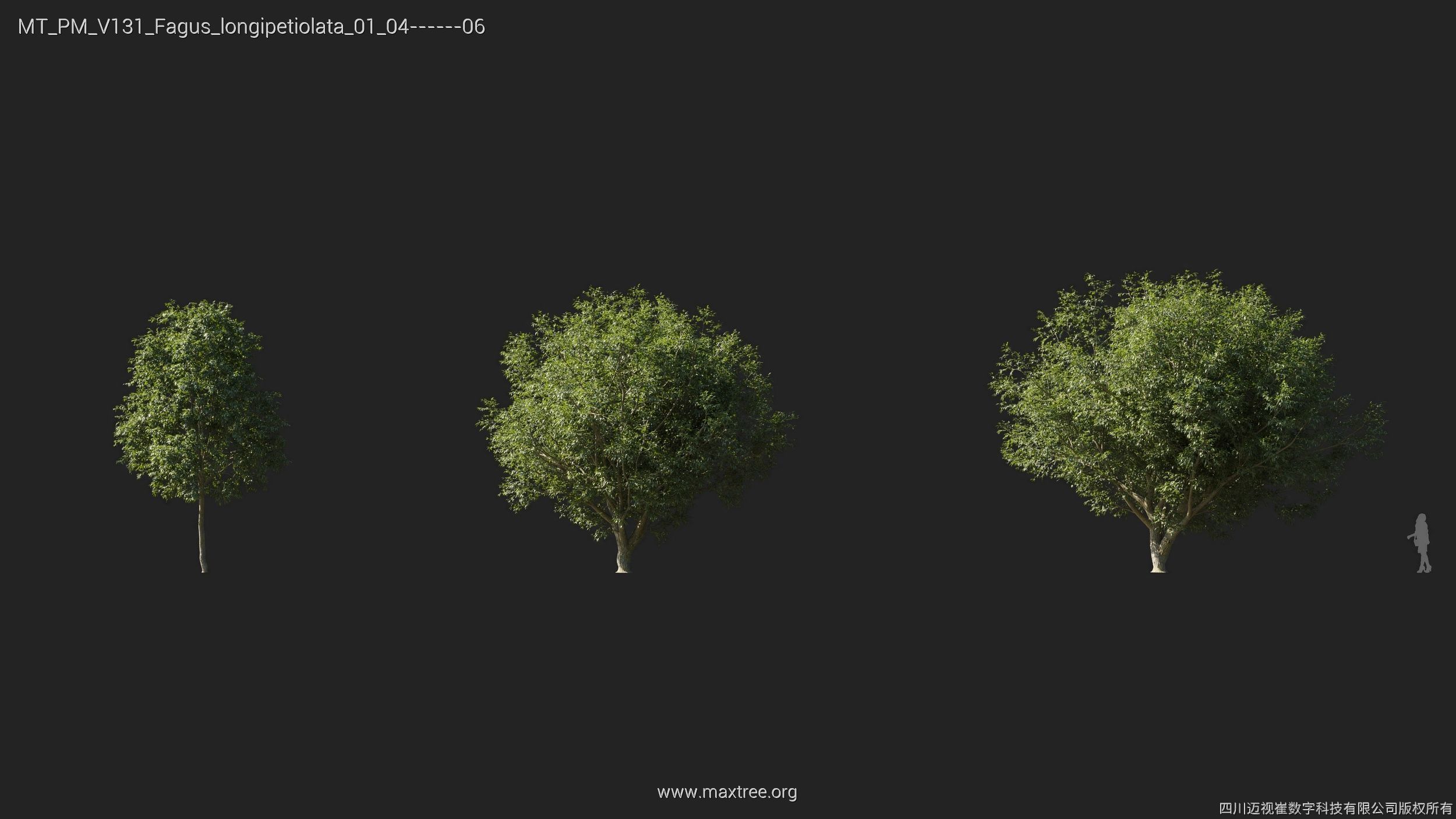 Maxtree Plant Models Vol 131 - Mesh 3D model_18