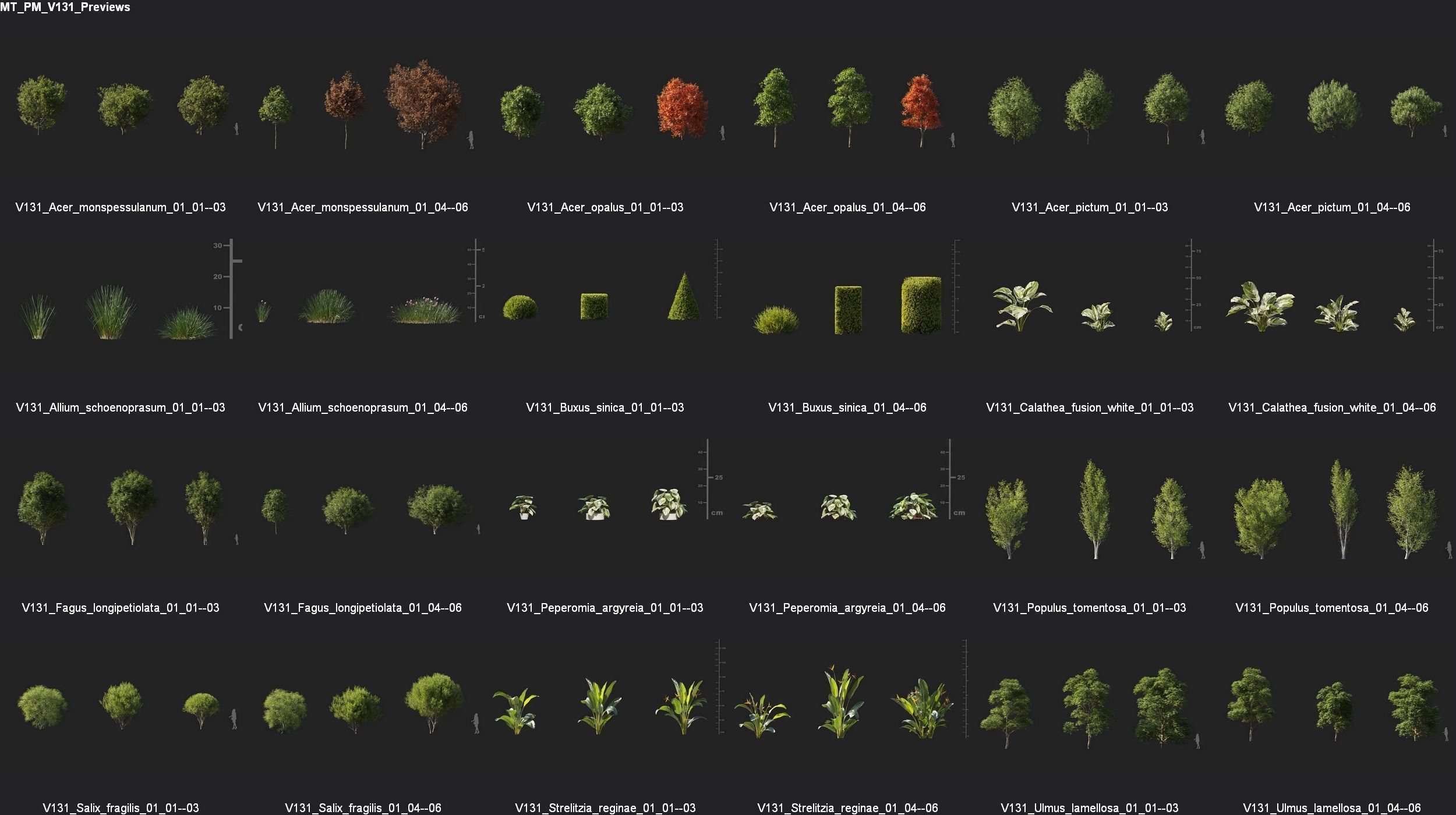 Maxtree Plant Models Vol 131 - Mesh 3D model_4