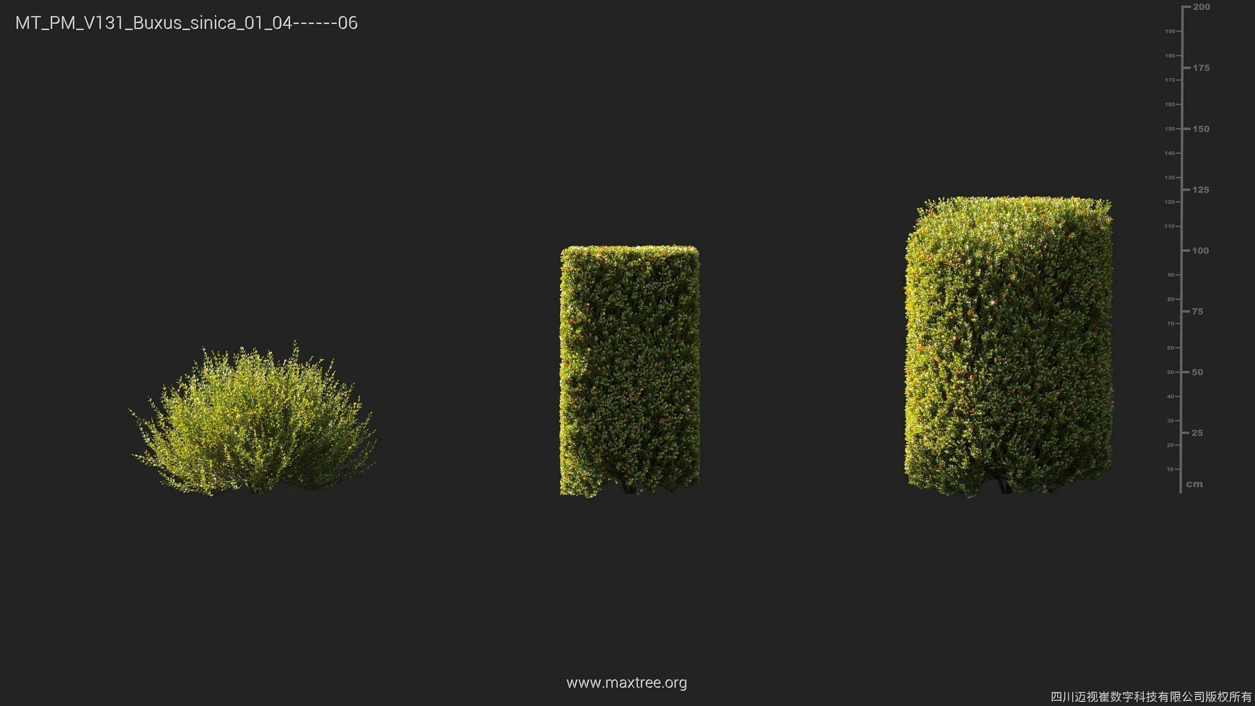 Maxtree Plant Models Vol 131 - Mesh 3D model_14