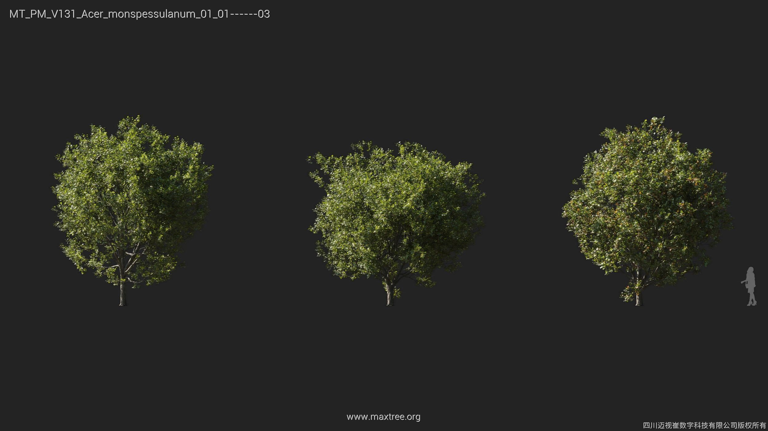 Maxtree Plant Models Vol 131 - Mesh 3D model_5