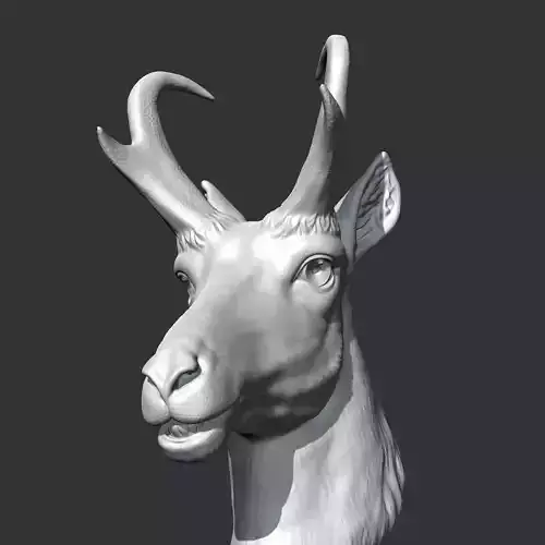 Pronghorn Head AM23 3D print model