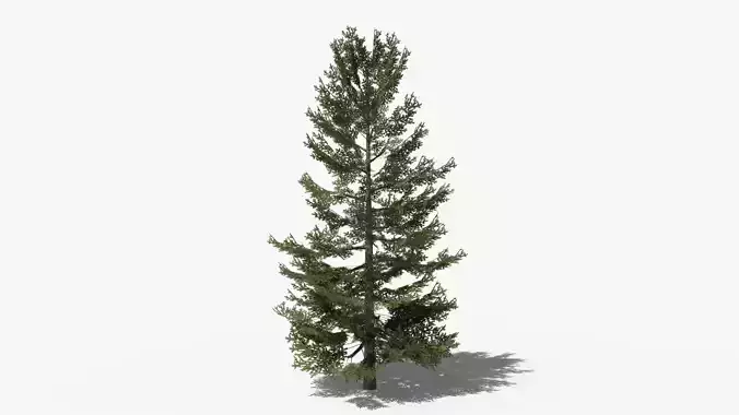 Lowpoly Pine v8 Low-poly 3D model