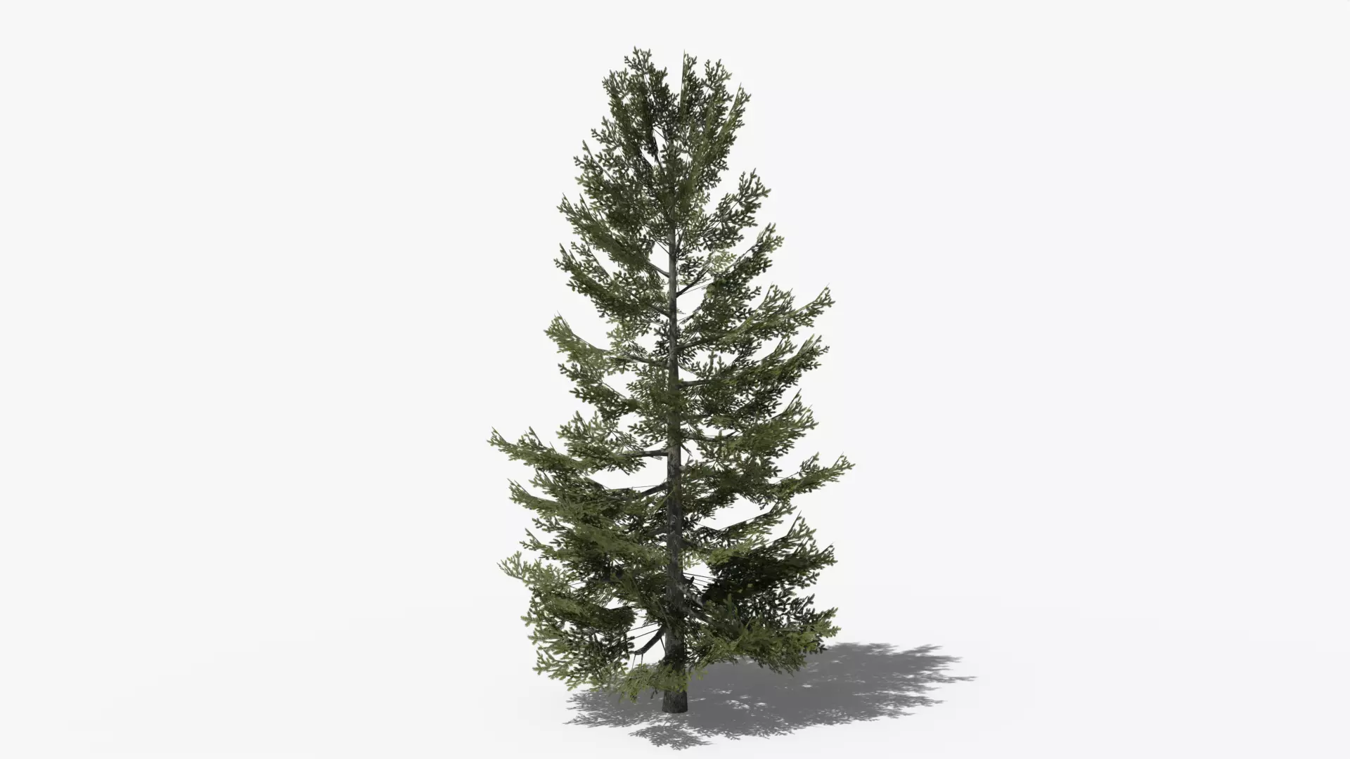 Lowpoly Pine v8 Low-poly 3D model_0