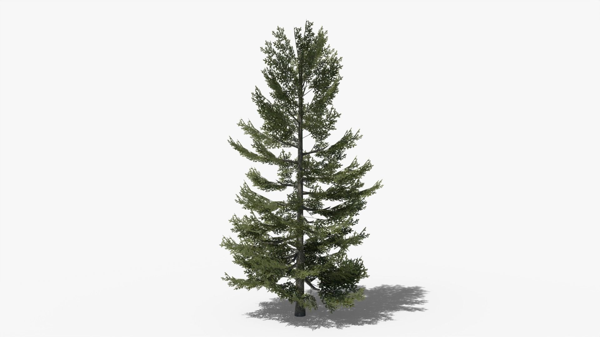 Lowpoly Pine v8 Low-poly 3D model_1