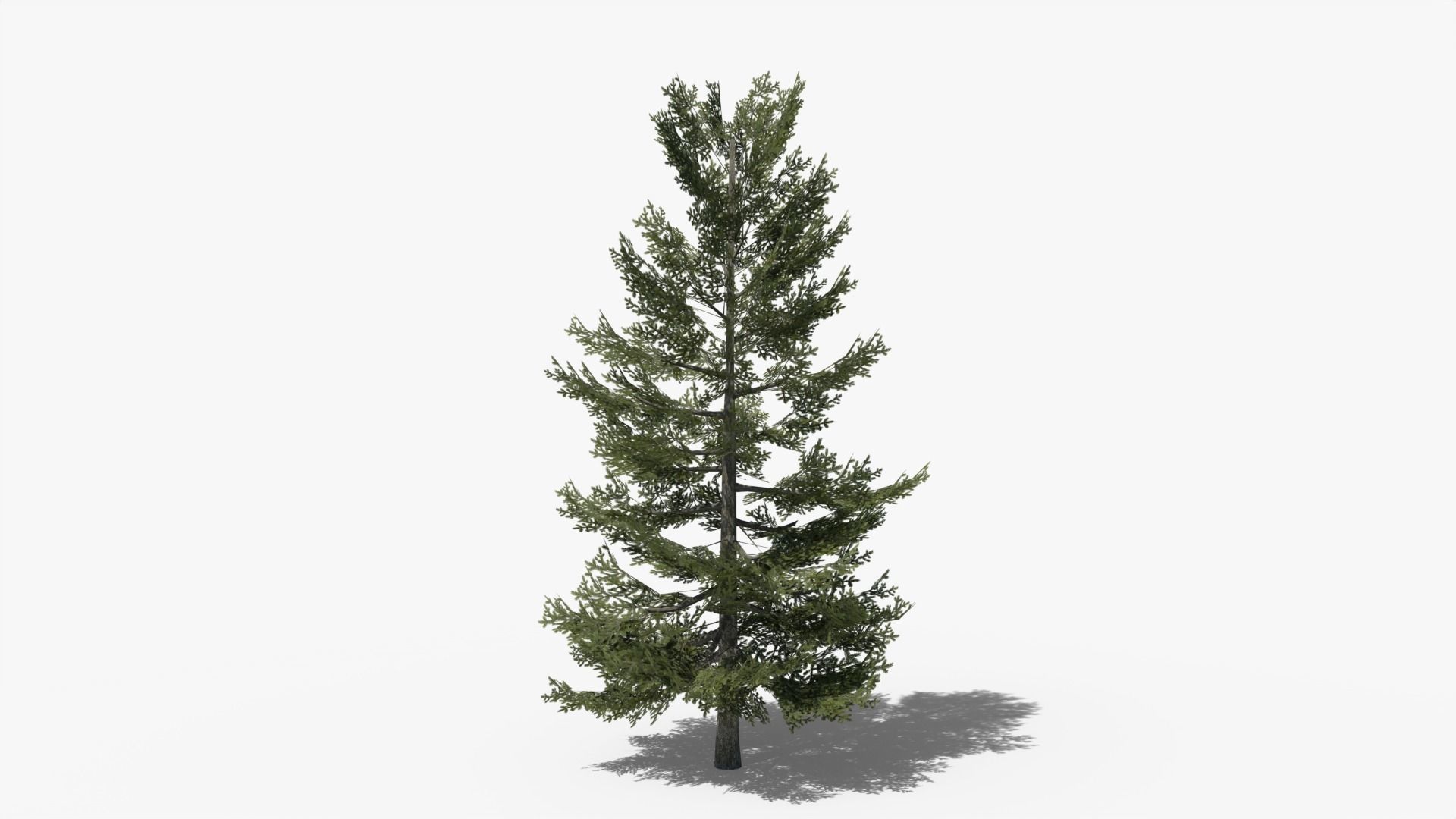 Lowpoly Pine v8 Low-poly 3D model_3