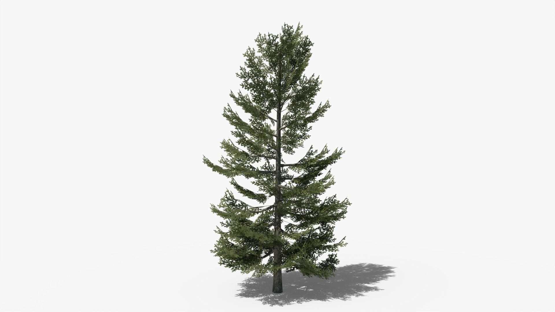 Lowpoly Pine v8 Low-poly 3D model_2
