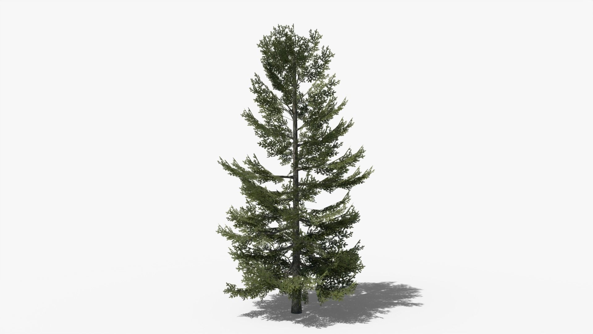 Lowpoly Pine v8 Low-poly 3D model_5