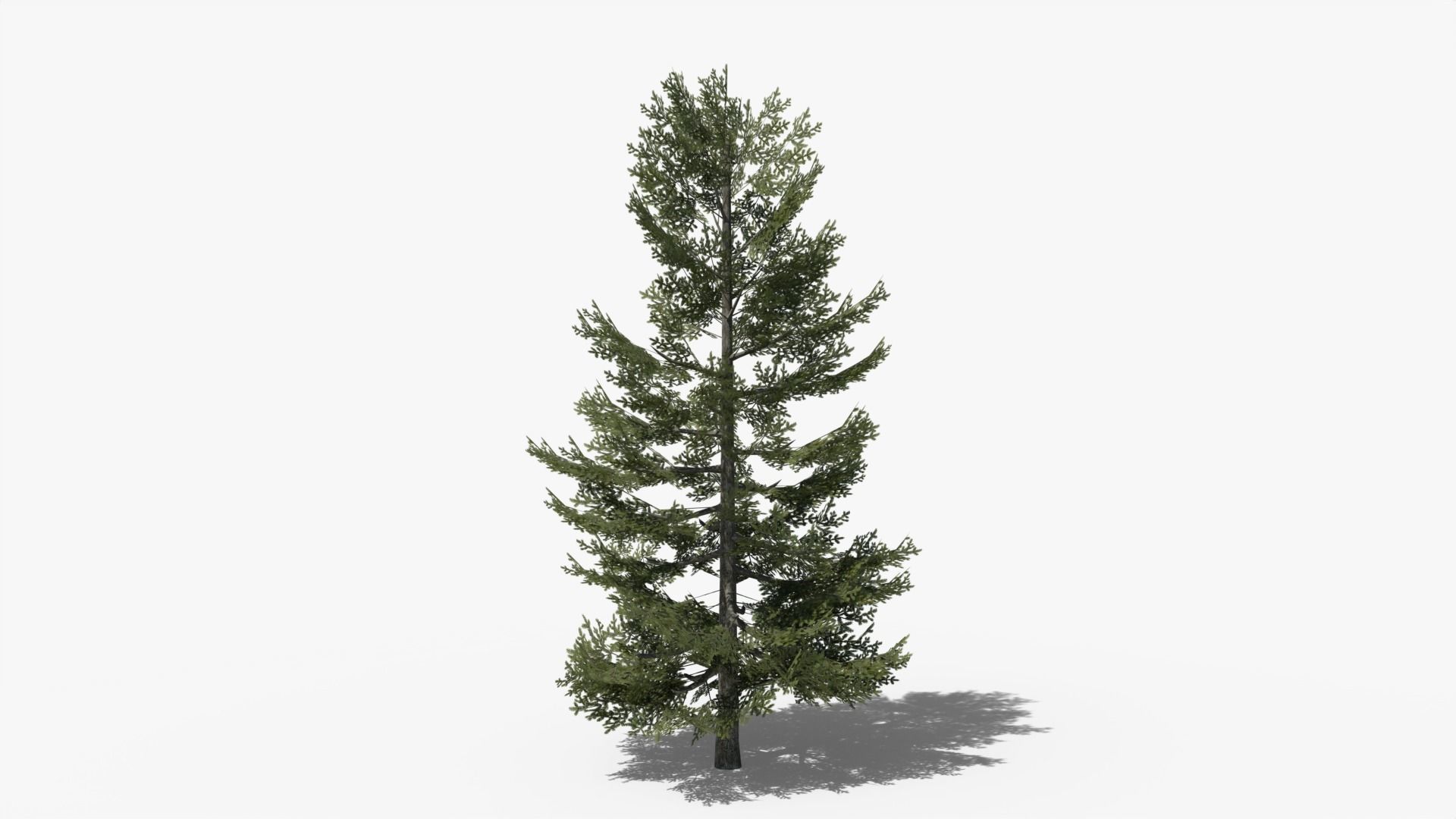 Lowpoly Pine v8 Low-poly 3D model_4