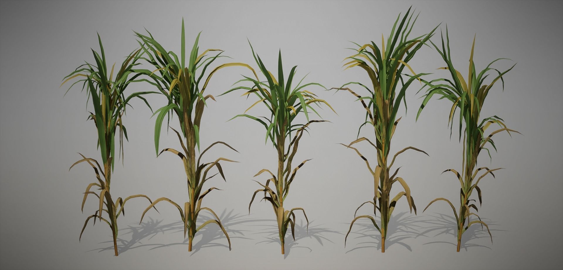 Sugar Cane 3D Models Low-Poly Crops Low-poly 3D model_2